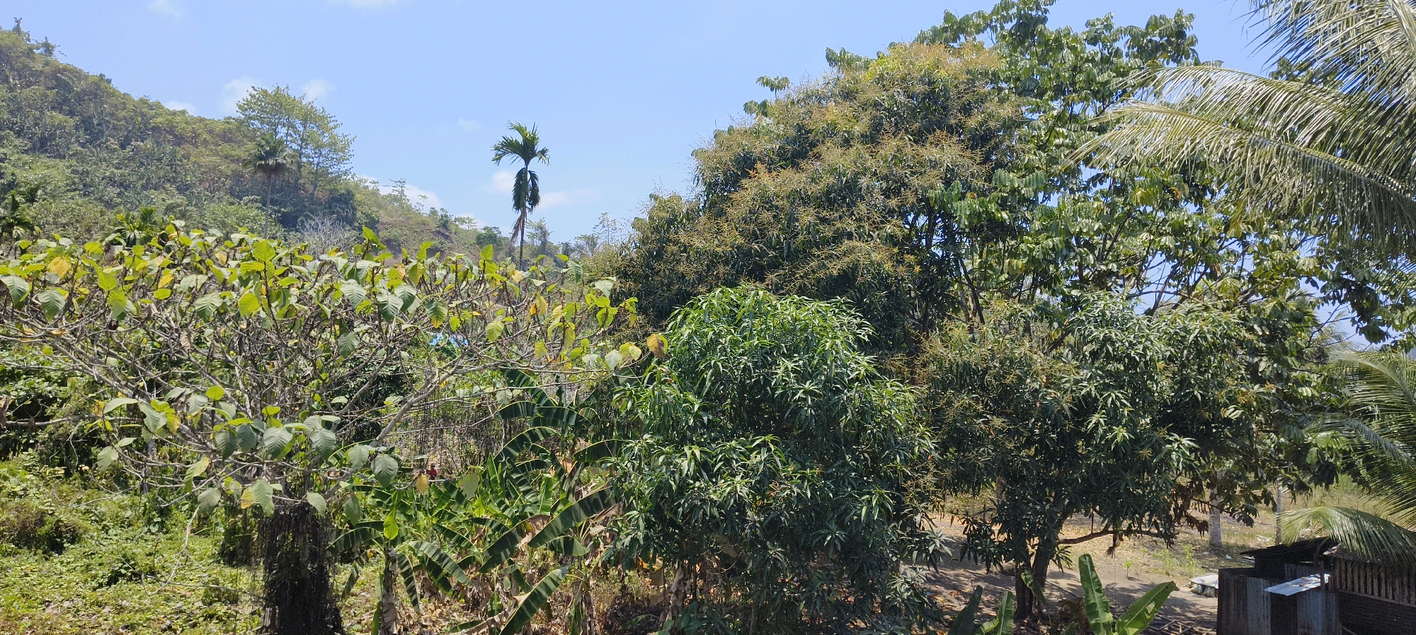 The image shows a dense, verdant tropical landscape under a clear blue sky. In the foreground, a large tree with light green leaves and brown branches dominates the left side, with some of its leaves showing signs of yellowing. Behind this, a patch of banana trees with their characteristic large, striped leaves is visible. Further into the scene, a cluster of mature trees, possibly mango trees given their foliage and the presence of developing flower clusters, are prominent. To the right, the fronds of a palm tree are visible, extending into the frame. In the background, a steep, tree-covered hillside rises against the sky, dotted with smaller trees and vegetation. The overall impression is one of a lush, natural environment, likely in a rural or semi-rural area.