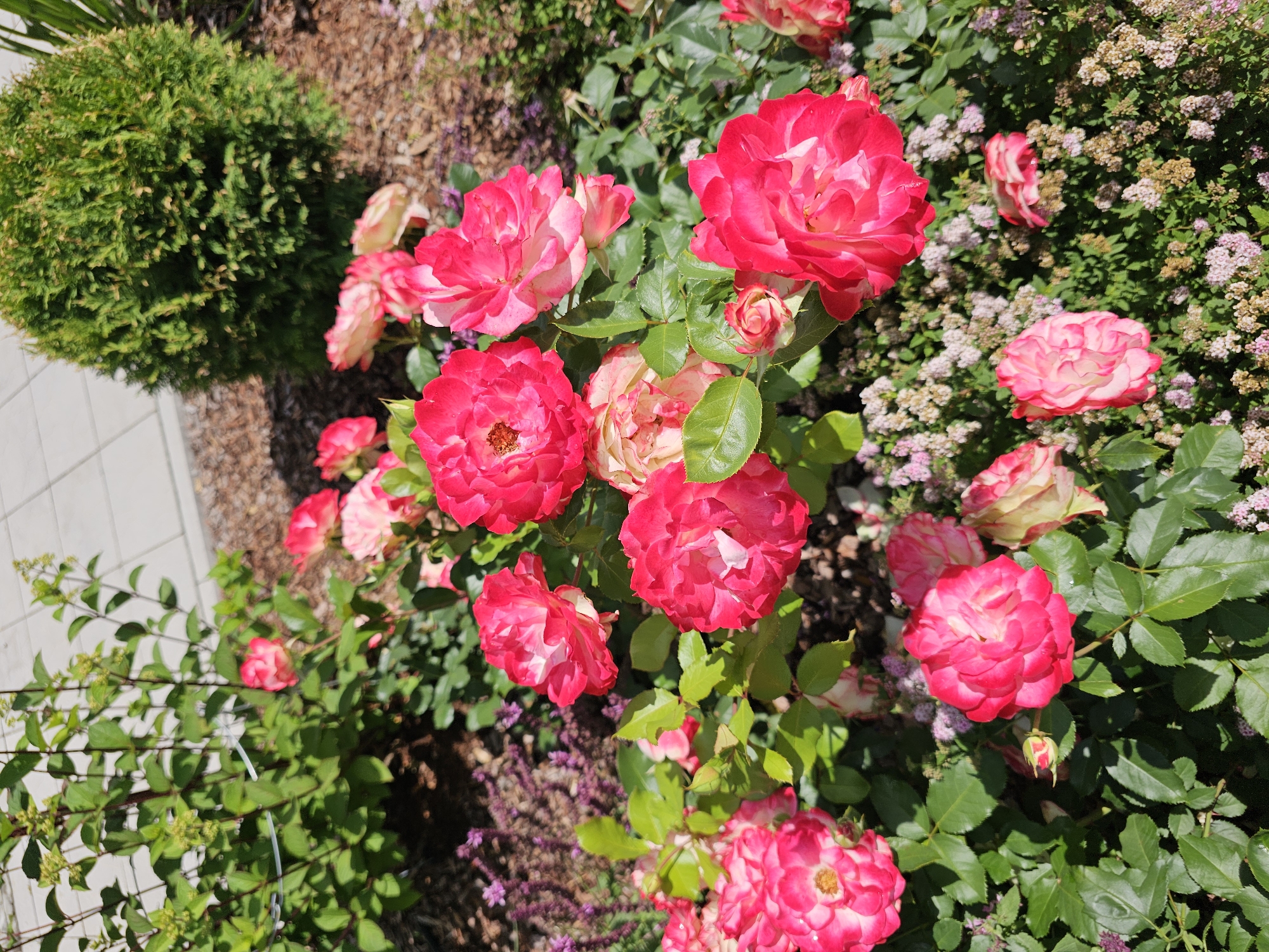 A close-up, eye-level, natural light shot features a vibrant cluster of pink and white roses in a garden. The roses, with their layered petals, vary in bloom fullness. Some are fully open, revealing their stamens, while others are buds. Surrounding the roses are green leaves and smaller, pinkish-purple flowers. In the background, a rounded green evergreen shrub is visible, along with a paved walkway and mulch. The scene suggests a well-maintained garden in a residential or communal outdoor space. The image is sharp, with the focus primarily on the roses in the foreground. No people are present in the image. The general setting appears to be a suburban garden.