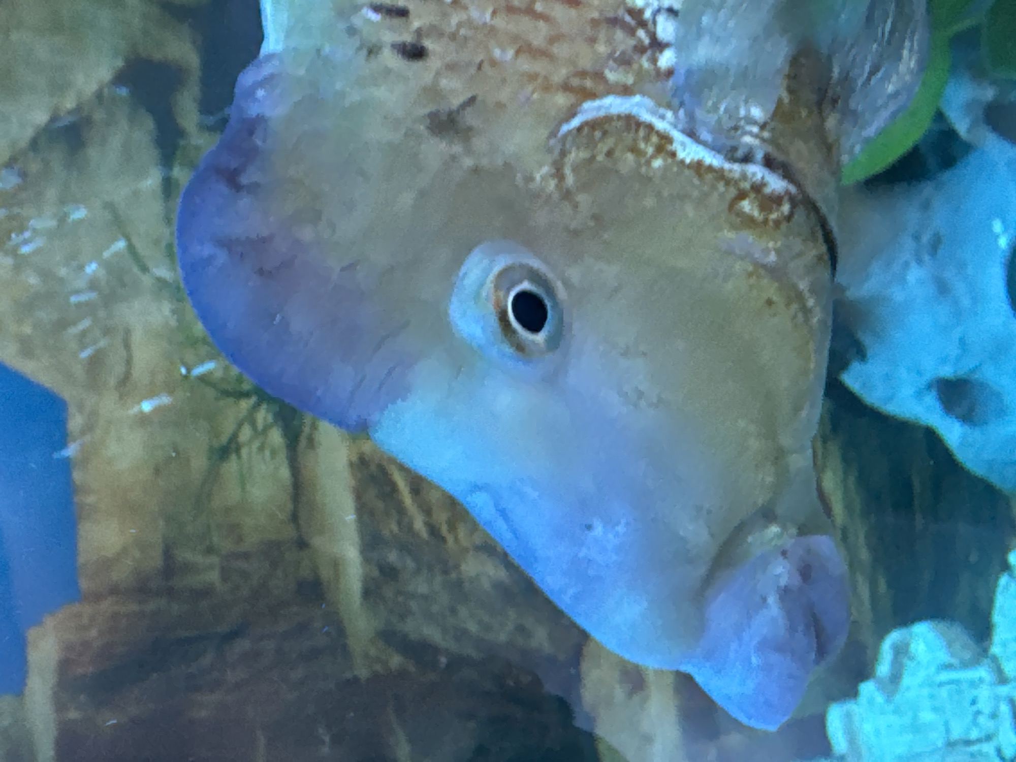 The image is a close-up, underwater photograph of a large, light-colored fish with a prominent blue forehead and a large, dark eye. The fish's mouth is downturned, and its lips appear thick. Its body has mottled brown and white markings. The background consists of blurred green and brown aquatic plants and rock formations, with blue water. There is no identifiable location within the city of Mikhaylovsk, Russia, visible in the image.