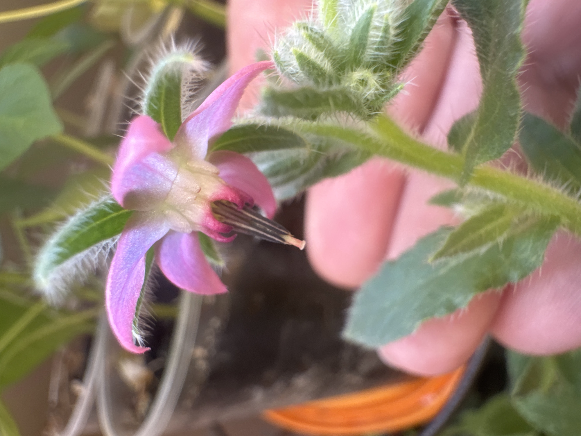 A close-up, shallow depth of field photograph taken in Sochi, Russia, shows a delicate, star-shaped pink flower with fuzzy green stems and leaves. The flower's petals are a light pink, with hints of purple and darker pink at the center. The stamens are dark, almost black, with pink streaks. The stem and leaves are covered in fine white hairs, giving them a fuzzy appearance. A person's hand, with light skin, is visible supporting the plant from behind, with fingers gently holding a leaf. In the background, out of focus, are several dark plastic pots with soil and greenery, suggesting a gardening or nursery setting. An orange object, possibly a pot or tray, is partially visible on the left side. The lighting is soft, highlighting the textures of the flower and plant.