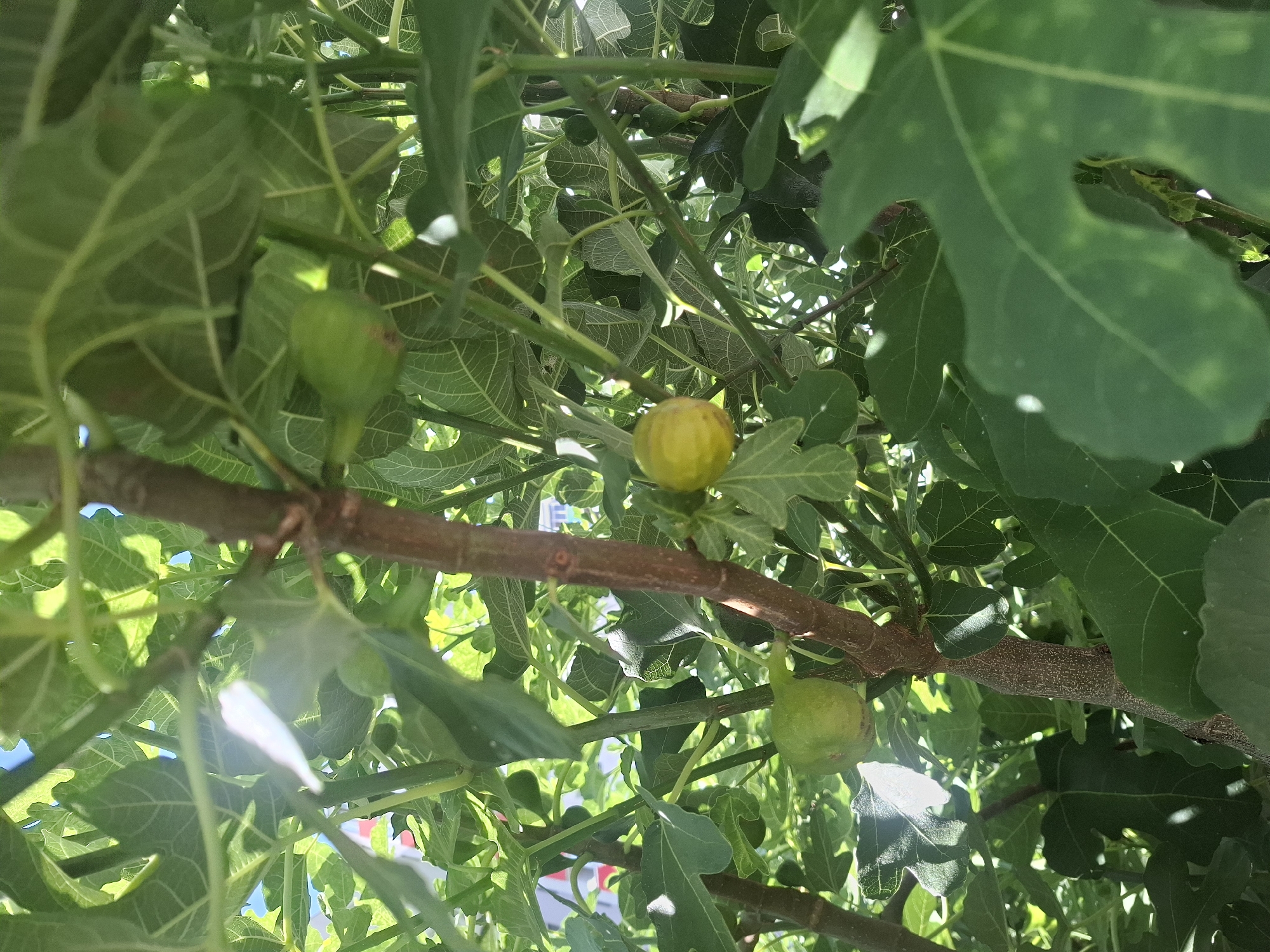 This is a close-up, eye-level shot of a fig tree with several young green and yellow figs growing amongst dense green leaves. The figs are small and rounded. The branches are brown and textured. The overall scene is lush and natural. There is no indication of Bratislava, Slovakia in this image.