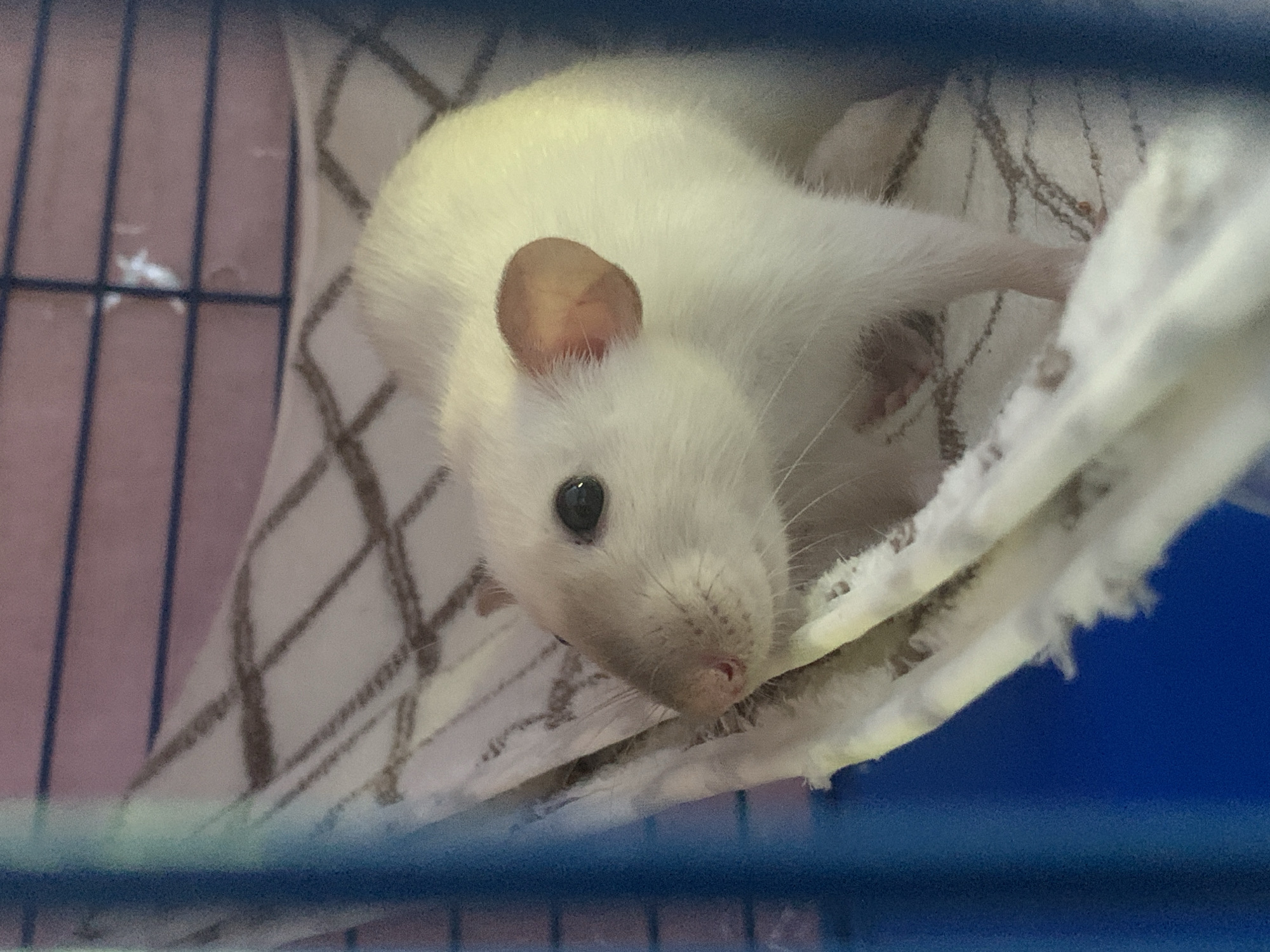 A white rat is resting on a patterned fabric within a cage. The rat's fur is predominantly white, with a small pink ear and a dark eye visible. The fabric it's lying on has a brown and white checkered pattern. Behind the fabric, a pink-toned surface is visible, separated by vertical black bars which are part of the cage. The background consists of a blurry blue area. The image appears to be taken indoors, possibly in a home environment, given the context of a pet rat in a cage. There is no discernible text in the image.