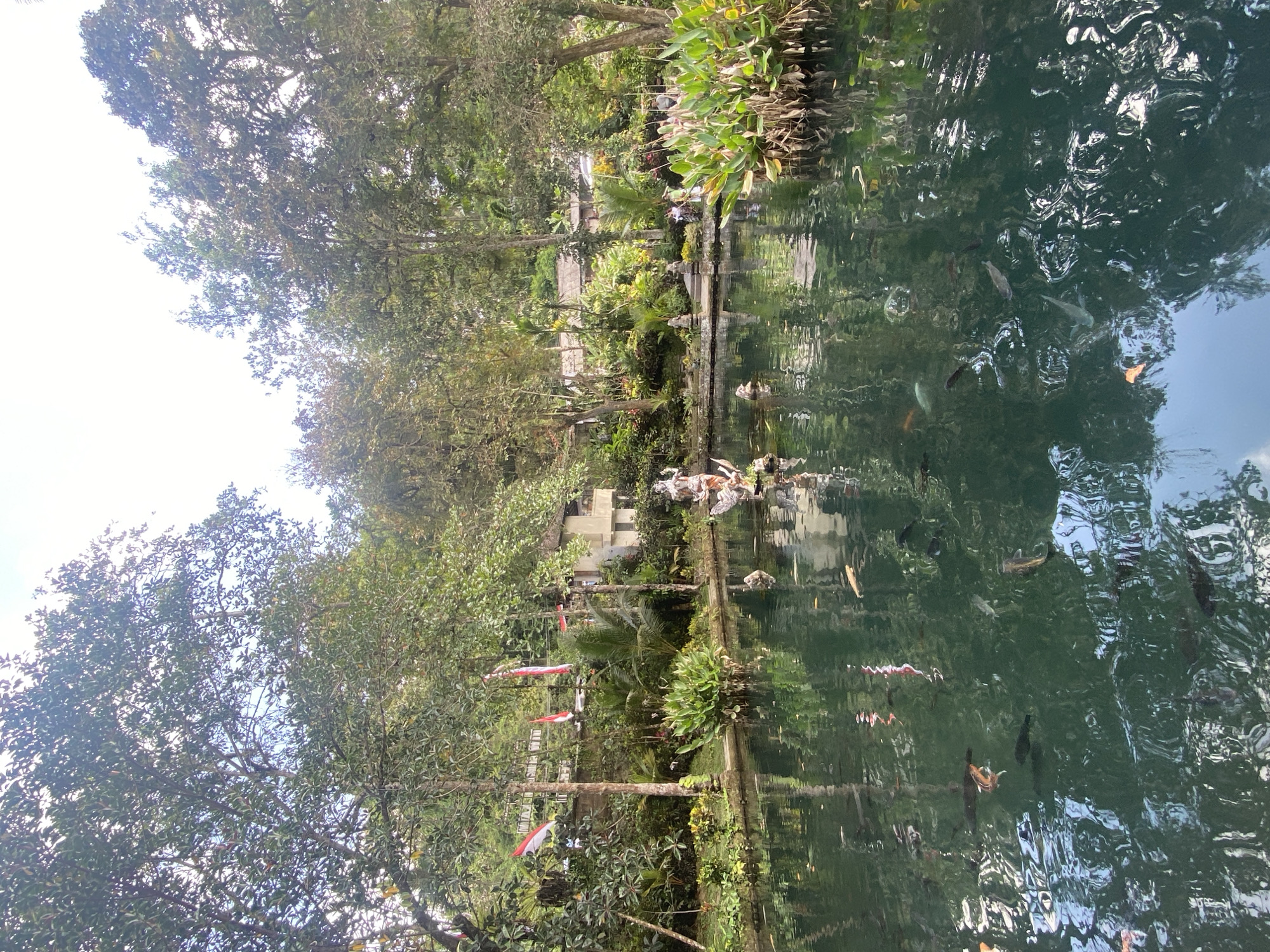The image depicts a serene pond filled with numerous fish swimming in the murky green water. The pond is surrounded by lush vegetation, including trees and plants, creating a tropical ambiance. In the background, traditional Indonesian flags are visible, suggesting a cultural or ceremonial setting. A few buildings can be seen amidst the greenery. The overall scene is tranquil and picturesque, capturing the natural beauty of the location.