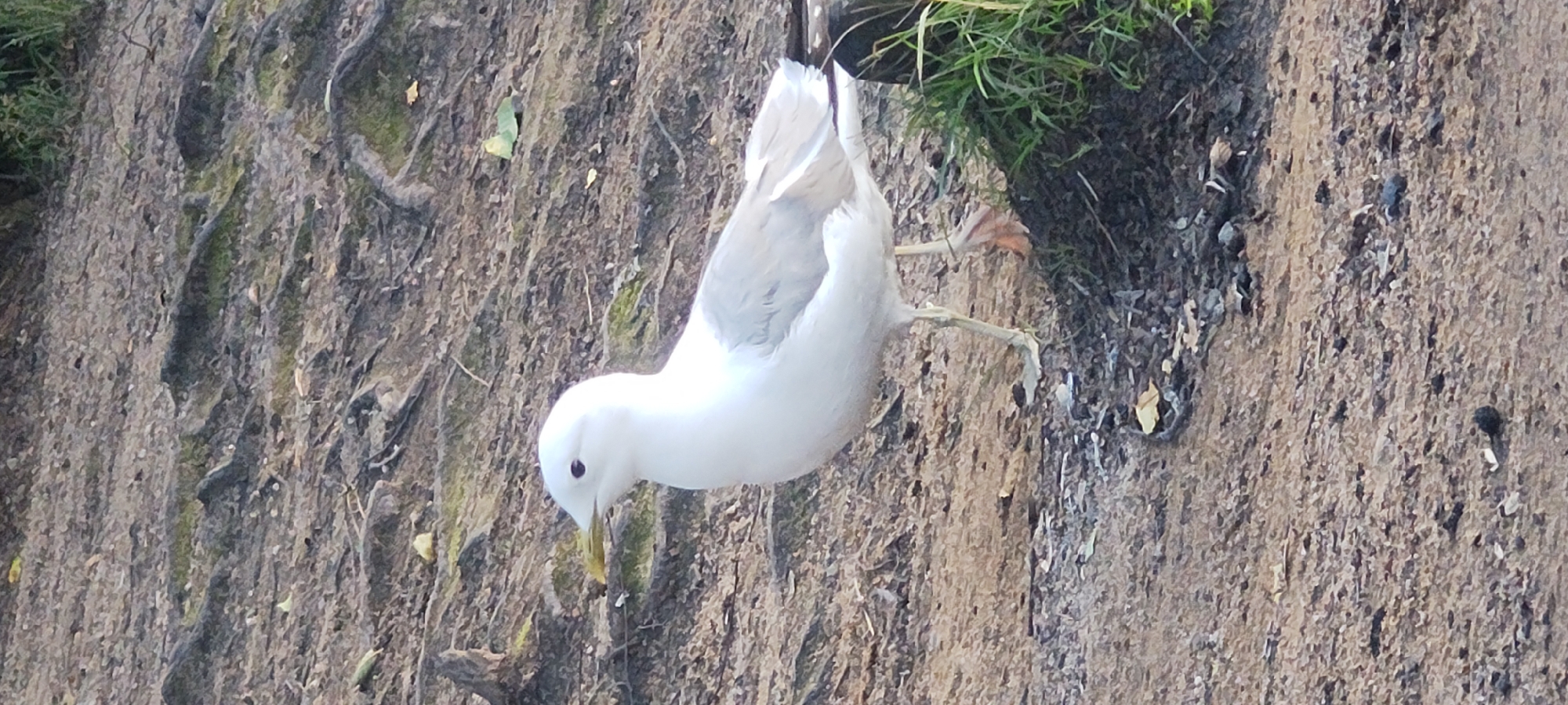 A white seagull with grey wings stands on a path made of dirt and small stones. The seagull is facing left and has a yellow beak with a black eye. The background consists of more dirt and some green grass. The location is the city of Mednoye Ozero, Russia.