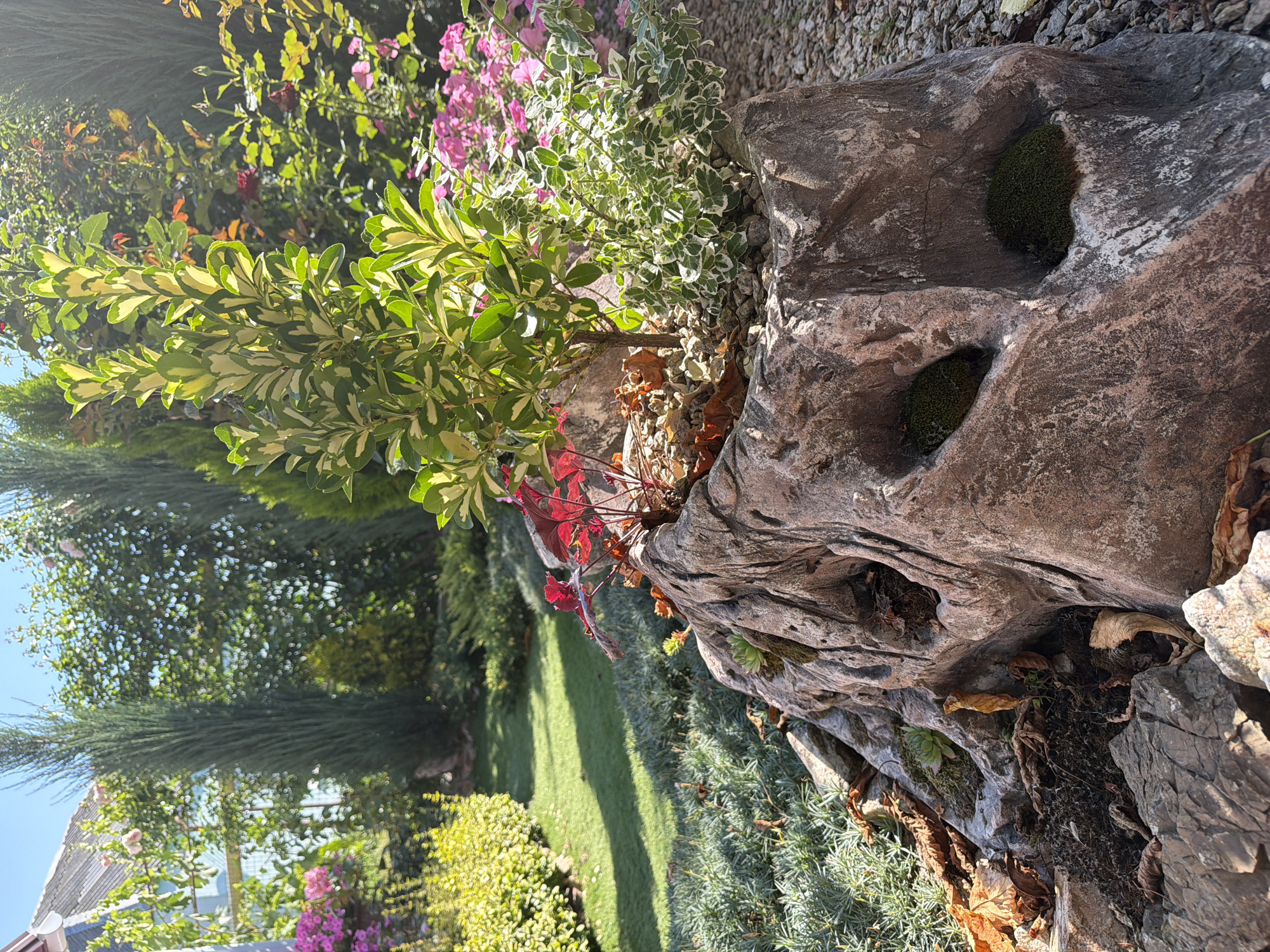 This is a medium-shot, eye-level, outdoor, daytime photograph of a garden. The focus is on a large, rough, artificial-looking rock that is shaped like a stump or a face, and is acting as a planter. This rock structure has hollowed-out sections, two of which are filled with green moss. The rock is filled with various plants, including a variegated shrub with green and yellow leaves, and a plant with vibrant red leaves. Scattered around the base of the rock are fallen brown leaves and gravel. In the background, there is a well-maintained lawn, other garden plants, and a portion of a building with a gray roof. The overall scene depicts a decorative garden feature with lush greenery under a clear blue sky.