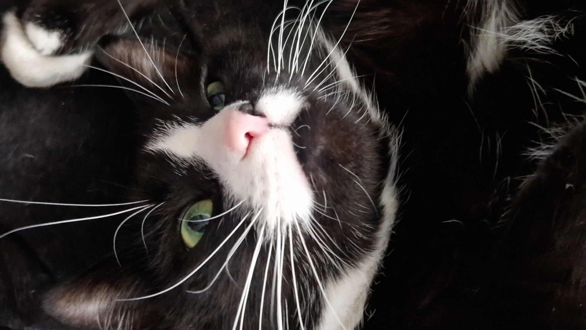 This is a close-up, low-angle shot of a black and white tuxedo cat, lying on its back. The cat's head is tilted upwards, and its eyes are partially open, revealing green irises. Its nose is a prominent pink, and long white whiskers fan out from its muzzle. The cat's fur is predominantly black with patches of white on its chest and face. The background is dark and blurred, suggesting a dimly lit indoor setting. The overall impression is of a relaxed and comfortable cat, possibly being petted or playing. There is no visible text in the image. The location context of Riga, Latvia, does not provide specific visual cues within the image itself.