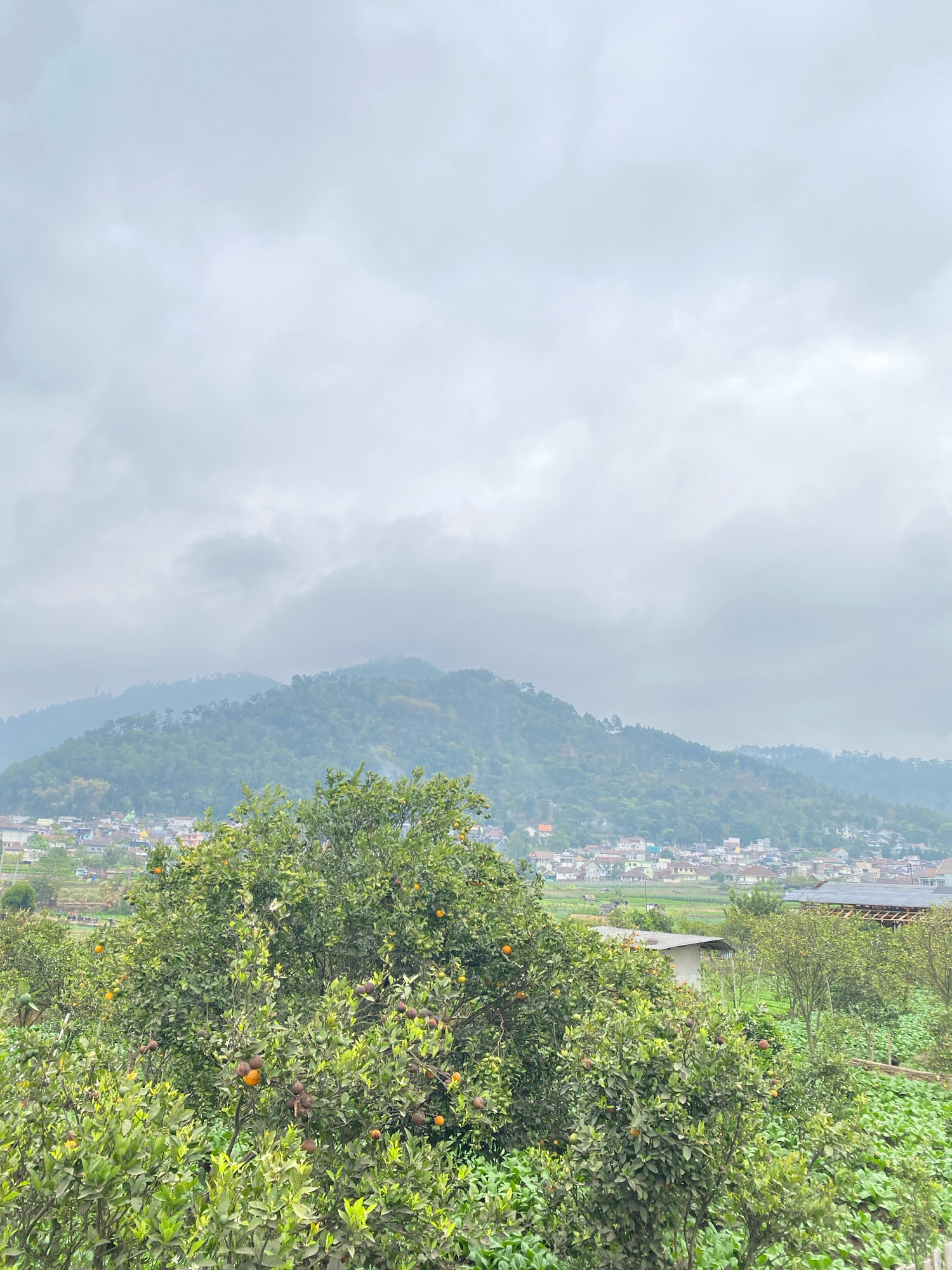 This is an eye-level, outdoor, vertical, full shot of a landscape with a foreground of fruit trees, a midground of a village, and a background of rolling hills under a cloudy sky. The trees in the foreground are lush and green, bearing numerous orange fruits. Some of the fruit appears ripe, while other fruits are smaller and possibly unripe. The village in the midground is situated on the lower slopes of the hills, with a mix of houses and buildings. The hills in the background are covered in dense green foliage, with a few visible structures peeking through. The sky is overcast with soft, diffused light, creating a muted color palette across the entire scene. The overall impression is one of a rural or semi-rural setting, possibly a village in a hilly region.