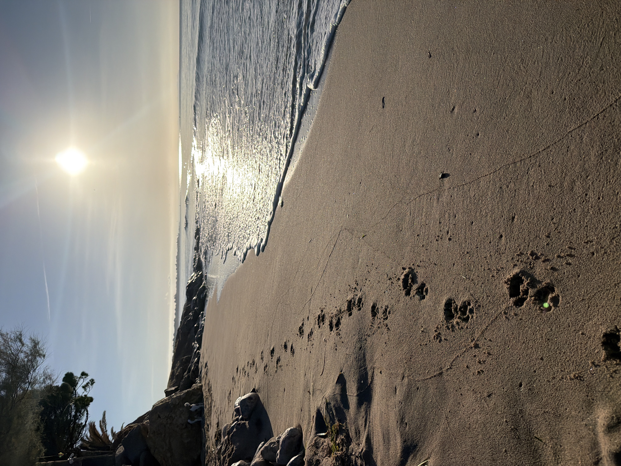 A low-angle, vertical shot captures a sandy beach with a line of dog paw prints leading diagonally into the foreground. The prints are clearly visible in the damp sand, some appearing deeper than others. To the left, large rocks and a dark-leaved tree with a palm frond partially visible are situated on a rocky embankment. The sea gently laps at the shore on the right, with small waves and white foam. The sun, bright and low in the sky, casts a strong glare on the water, creating a shimmering reflection. The sky is clear and pale blue, with a faint contrail visible. In the distance, a hazy coastline with buildings can be observed. The scene suggests an early morning or late afternoon on a beach in Mont-roig del Camp, Spain.