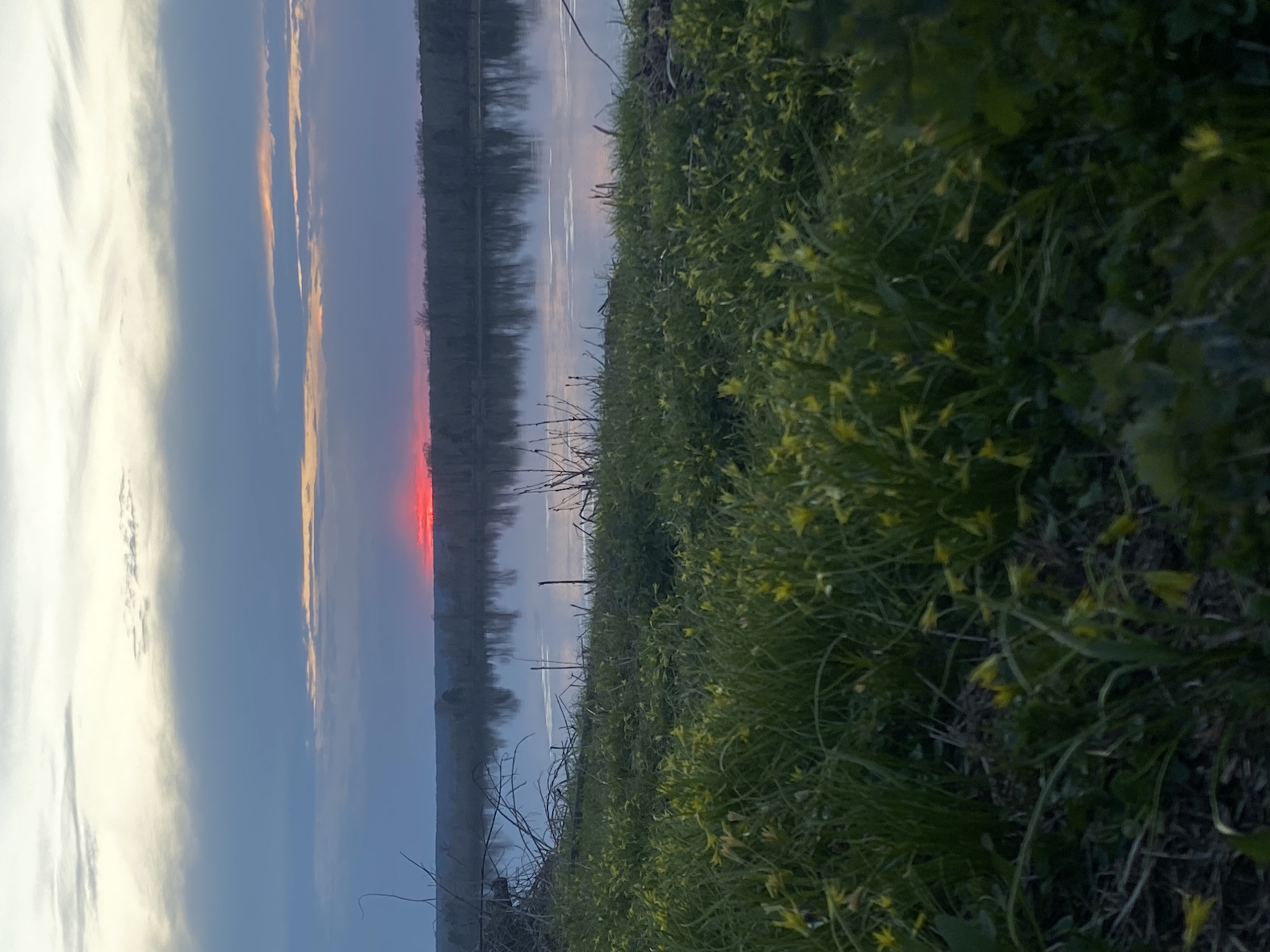 The image shows a view of a body of water reflecting the sunset. A red glow is visible on the horizon and reflected in the water. Lush green vegetation with small yellow flowers covers the ground in the foreground. Bare branches protrude from the edge of the vegetation. The location is near Ольховка, Russia.