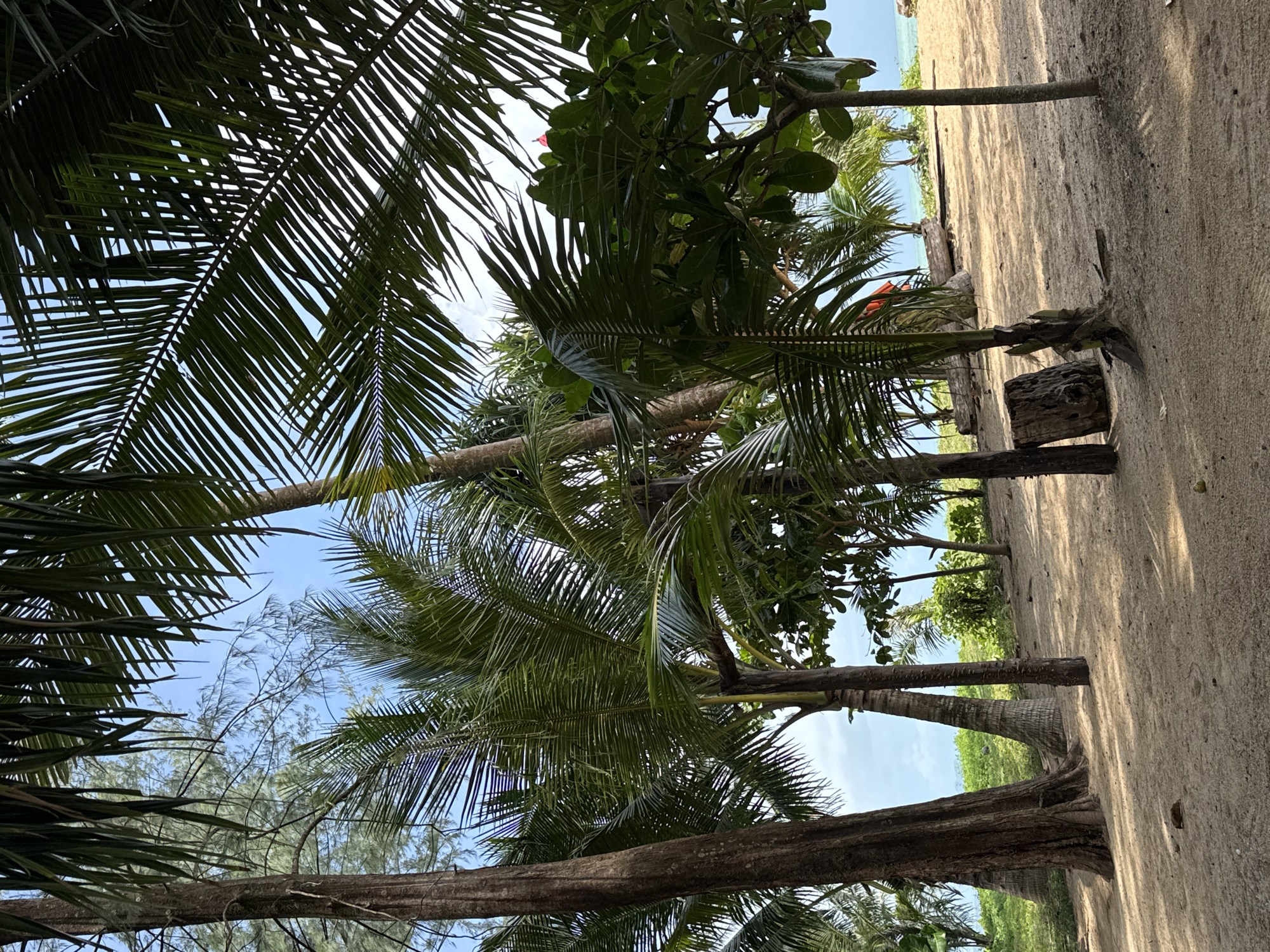 The image depicts a sandy beach area with lush tropical vegetation, including numerous palm trees and other leafy plants. In the foreground, several large tree trunks are visible, some with rough, textured bark. The sand is light in color and appears dry, with scattered leaves and debris. In the background, the turquoise water of the ocean can be seen meeting the horizon under a bright, cloudy sky. The overall impression is one of a serene, natural tropical environment. The scene is consistent with a location in Ban Khuk Khak, Thailand, known for its beautiful beaches and palm-lined shores. There are no people or animals visible in the image. The lighting suggests it is daytime, with dappled sunlight filtering through the foliage.
