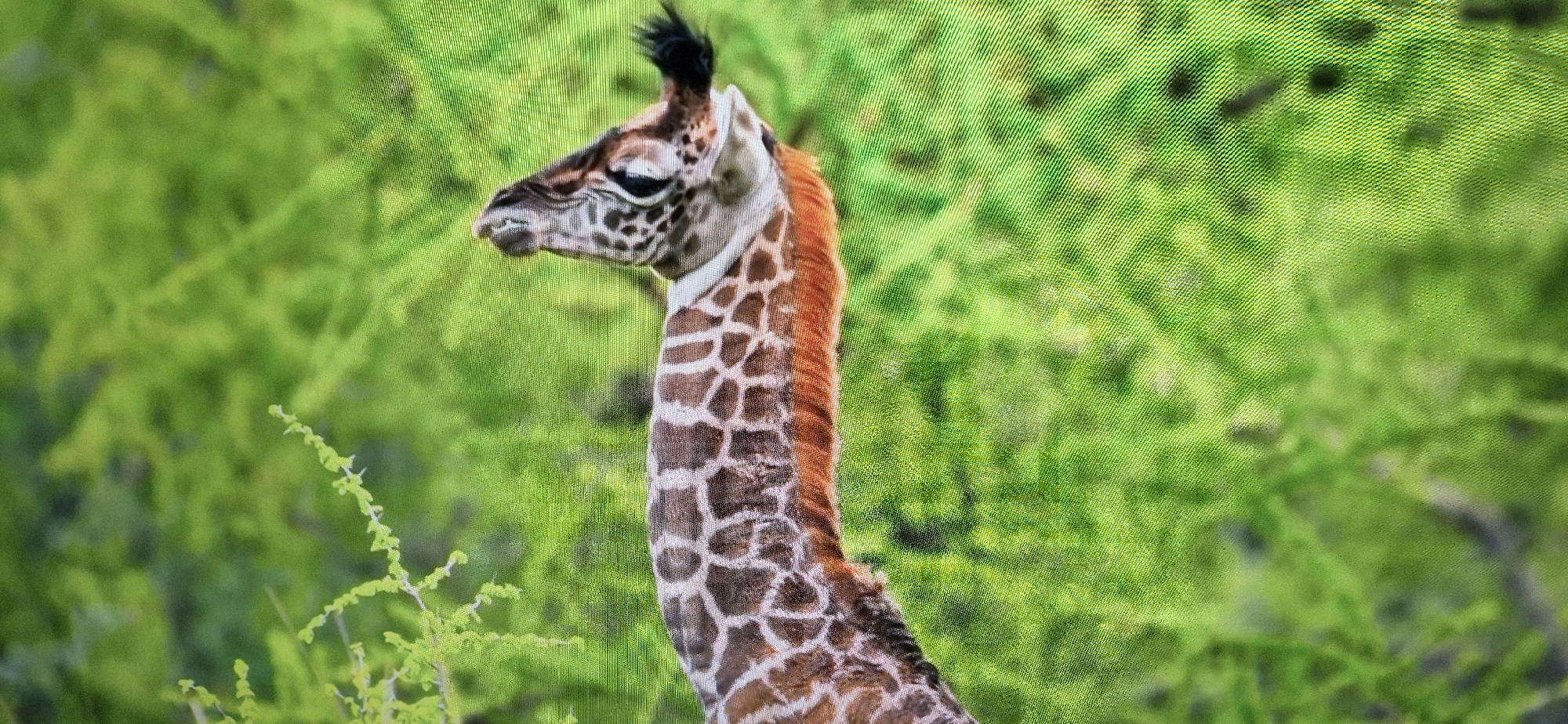 A close-up, horizontal shot shows the head and neck of a young giraffe against a blurred background of green foliage. The giraffe is facing left, with its mouth slightly open, revealing its teeth. Its fur has a distinctive brown and white patterned coat, and a reddish-brown mane runs down the back of its neck. The background is a vibrant green, suggesting an outdoor, natural environment. The image is taken from a slightly low angle, emphasizing the giraffe's head and neck. The overall impression is that of a curious or alert young animal in its natural habitat.