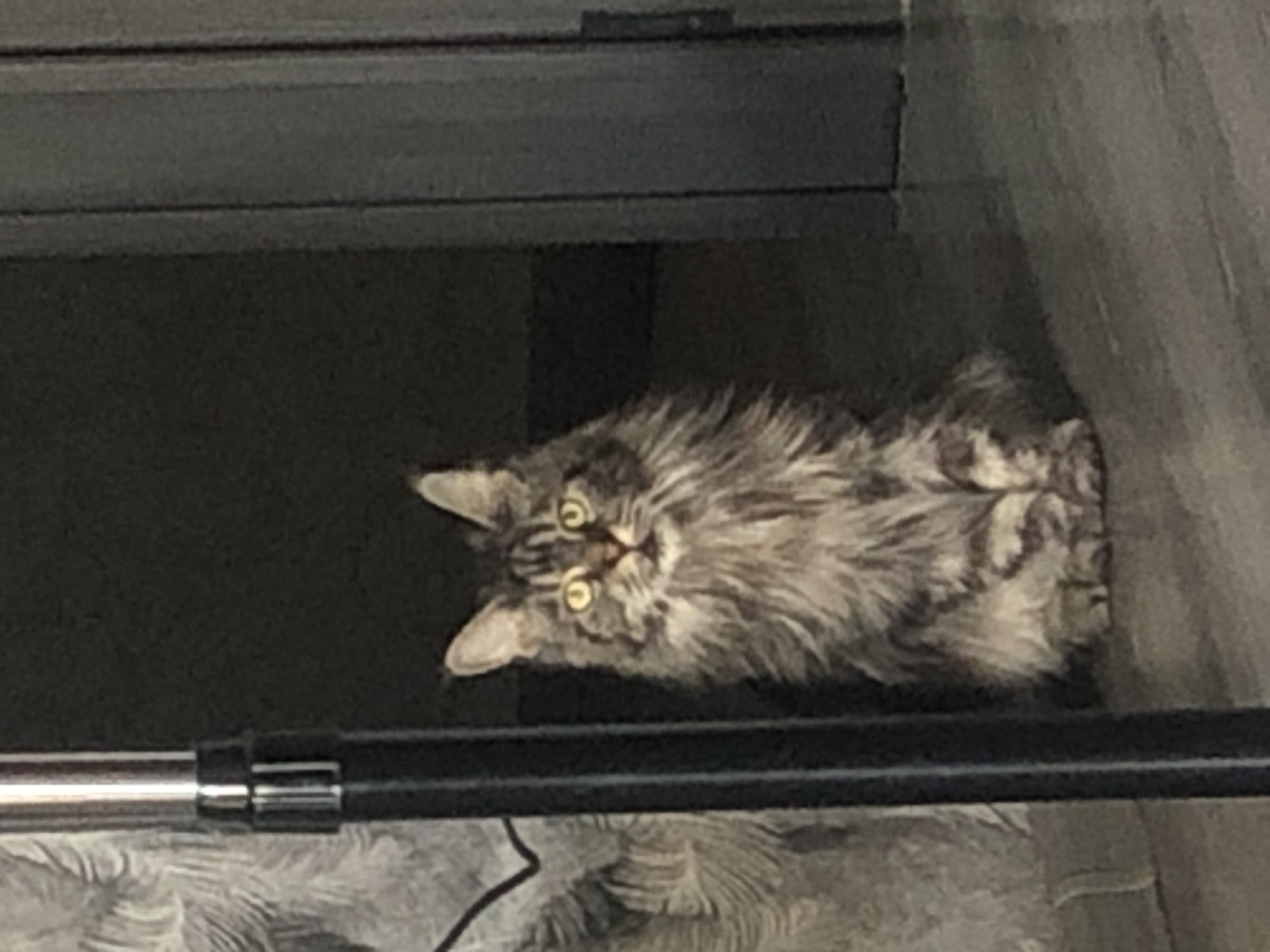 A long-haired tabby cat with yellow eyes sits on a dark floor in a dimly lit room. To the left of the cat is a portion of a tall, thin, metallic object. To the right of the cat is a dark doorway or frame. The background is dark and indistinct, with some texture visible on the wall to the left. There are no people or other discernible objects in the scene. The overall impression is of a domestic indoor setting. This image was taken in Lokbatan, Azerbaijan.