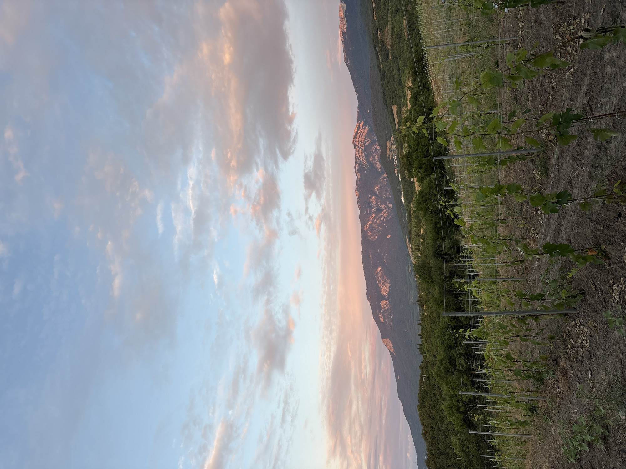 The image depicts a vineyard in the village of Lavrovoe, Ukraine, at sunset. Rows of young grapevines stretch across the foreground, supported by metal stakes and wires. The soil in the vineyard appears dry and somewhat barren. In the middle ground, a dense forest of green trees blankets the rolling hills. The background is dominated by a majestic mountain range, its peaks catching the warm, soft hues of the setting sun, creating a dramatic contrast with the shadowy slopes. The sky above is a canvas of pale blue, adorned with wispy clouds painted in shades of pink and orange by the fading sunlight. The overall scene evokes a sense of tranquility and natural beauty.