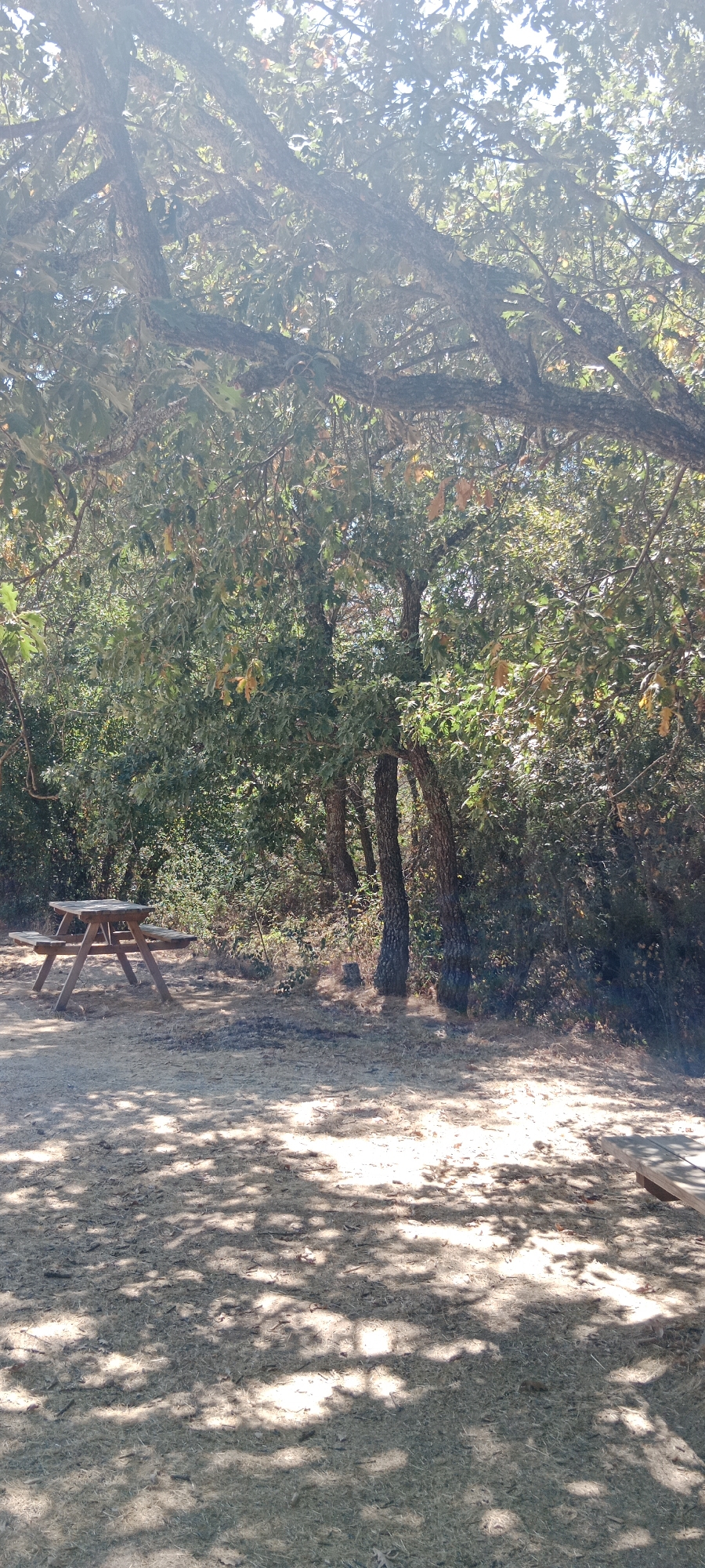 The image depicts a picnic area in a wooded setting. A wooden picnic table with attached benches is positioned on a dirt and dry grass ground. The ground is dappled with sunlight and shade from the overhead trees. In the background, there is dense foliage and several tree trunks. A portion of another wooden bench is visible in the far right of the image. The scene appears to be outdoors, likely in a park or natural area. The location in Cerezo de Abajo, Spain is not visually evident from the image itself.