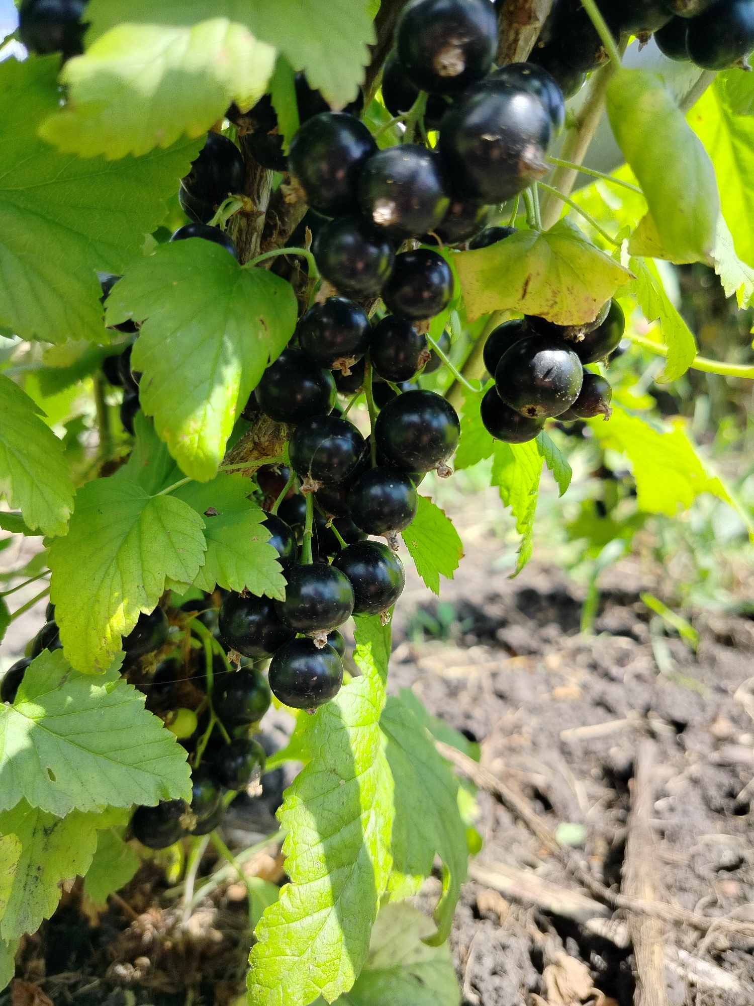 This is a close-up, vertical, eye-level outdoor shot of ripening blackcurrants on a bush. The subjects are the dark purple-black berries, clustered in bunches on thin stems, interspersed with green leaves. Some of the leaves appear healthy and vibrant green, while others are showing signs of drying or have a yellow tint, suggesting the berries are nearing ripeness. The background is softly blurred, showing the dark soil of a garden bed, with some dry plant debris visible. The lighting suggests it is daytime, possibly morning or afternoon, with dappled sunlight illuminating the leaves and berries. The scene is set in a garden or allotment, likely in a rural or suburban area, given the presence of cultivated plants and natural ground. There are no people or text visible in the image. The overall impression is one of nature's bounty and the process of fruit ripening.