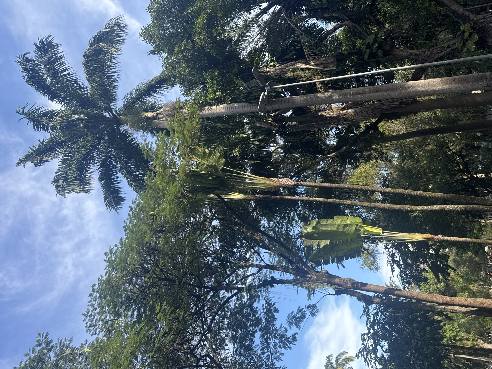 The image shows a tropical scene with several palm trees and lush green foliage under a blue sky with wispy white clouds. In the foreground, a large palm tree with feathery fronds extends upwards. Behind it, other palm trees with rough, segmented trunks are visible. One prominent palm tree features large, fan-shaped leaves. A metal pole with a light fixture is attached to one of the palm tree trunks, suggesting it is in a park or landscaped area. The time of day appears to be daytime, and the weather is sunny. The scene evokes a sense of tropical tranquility. The location is Niterói, Brazil. There is no visible text in the image.