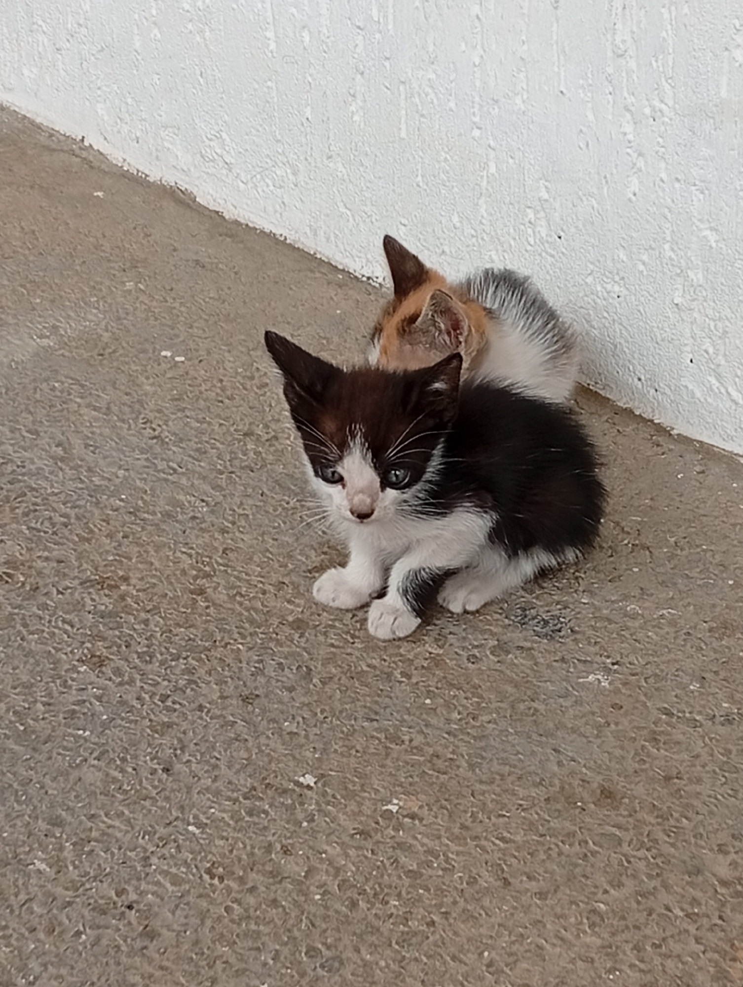 The image displays two domestic kittens resting on a light brown, textured concrete surface in Juan Griego, Venezuela. A bicolored kitten, primarily black with white fur on its paws, chest, and face, occupies the foreground. This kitten features visible blue eyes and is positioned facing slightly left and forward. Partially obscured behind and to the right of the front kitten is a second kitten exhibiting a calico or tortoiseshell coat pattern, characterized by patches of orange, white, and grey/black fur. Both animals are stationary. The concrete ground meets a stark white, textured wall along the right side and background of the frame.
