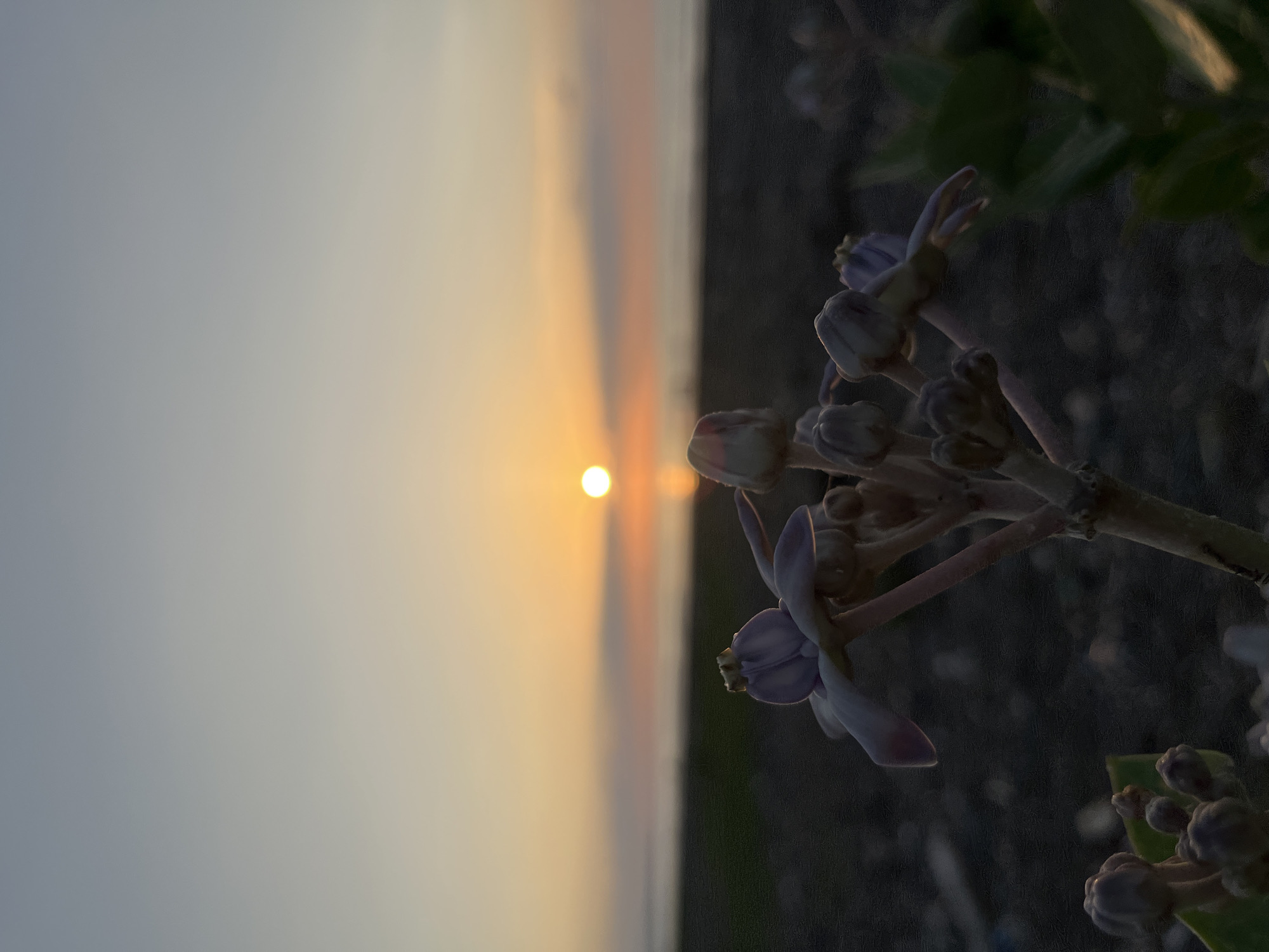 An outdoor close-up shot captures a flowering plant with pale purple and white petals against a sunset sky. The sun, a bright orb, is low on the horizon, casting a warm orange and yellow glow across the water and sky. The foreground is dominated by the plant, with several buds and one open flower visible. The background shows a body of water, possibly the sea, and a darker land area, likely a beach or coastline. The overall lighting suggests it is dusk or dawn. The location is Meunasah Jurong, Indonesia.