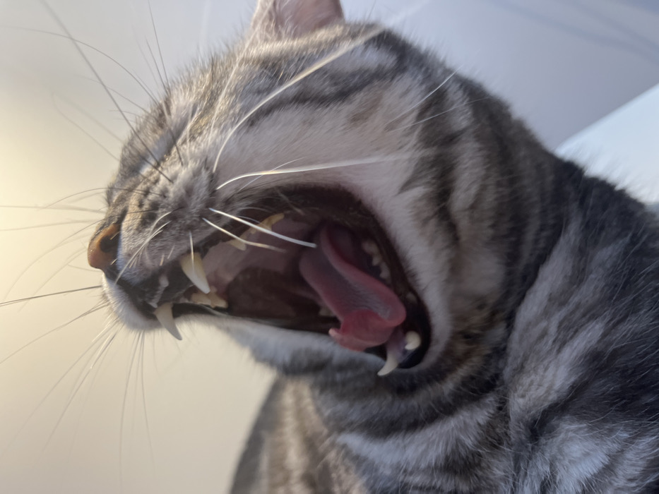 A gray tabby cat is caught mid-yawn, showcasing its open mouth, sharp teeth, and pink tongue. The cat's head is tilted back, with its whiskers prominently displayed. The background is out of focus, highlighting the cat's open mouth as the focal point. The light emphasizes the texture of the cat's fur.