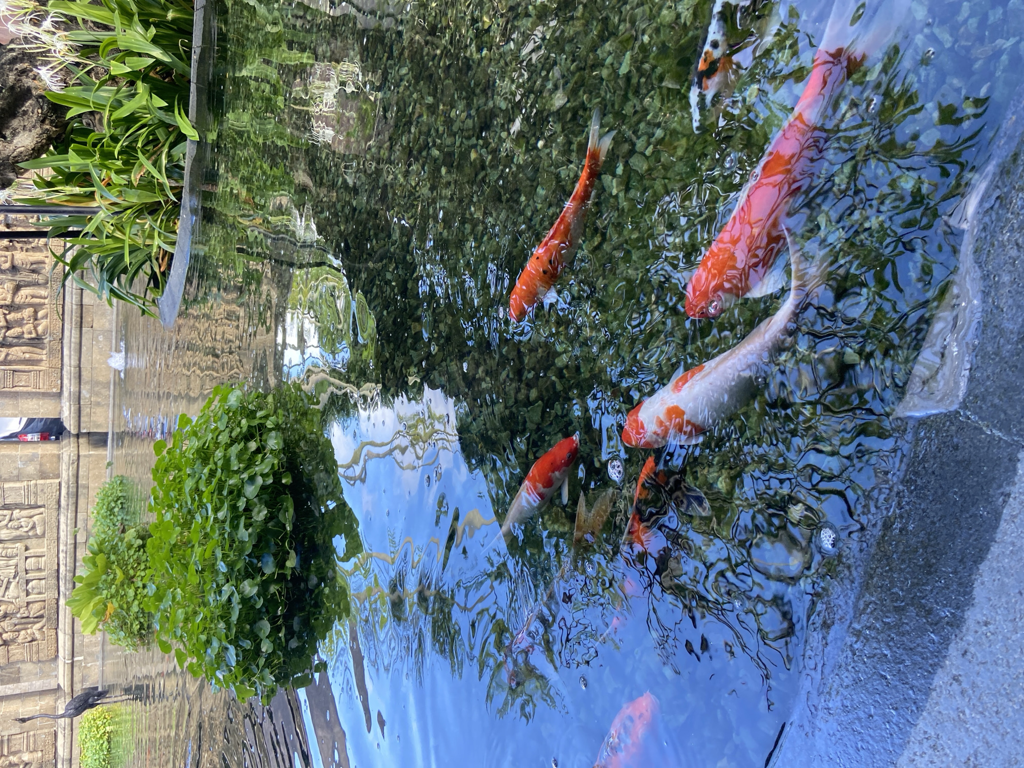 The image depicts a koi pond in Kuta Selatan, Indonesia. Several koi fish, ranging in color from orange to white with orange markings, are swimming in the pond. The water is clear enough to see the gravel bottom. Reflections of plants and the sky are visible on the water's surface, creating a distorted view of the surroundings. The pond is bordered by greenery on one side and a stone structure with carved reliefs on the other. The texture of the concrete edge of the pond can be seen in the lower right corner.