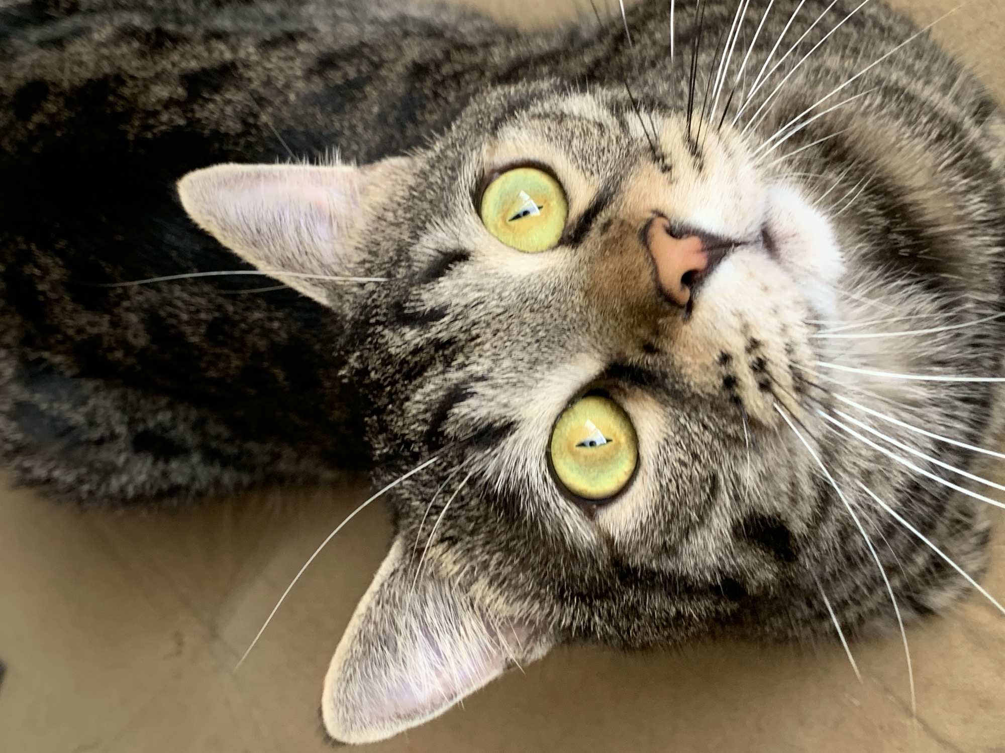 This is a close-up, high-angle, eye-level shot of a tabby cat looking upwards. The cat has green eyes with slit pupils and a pink nose. Its fur is a mix of brown, black, and gray tabby markings. The cat's whiskers are prominent and white. The background appears to be a plain, light brown surface, possibly cardboard. There is no indication of the city of Stavropol, Russia, in the image.