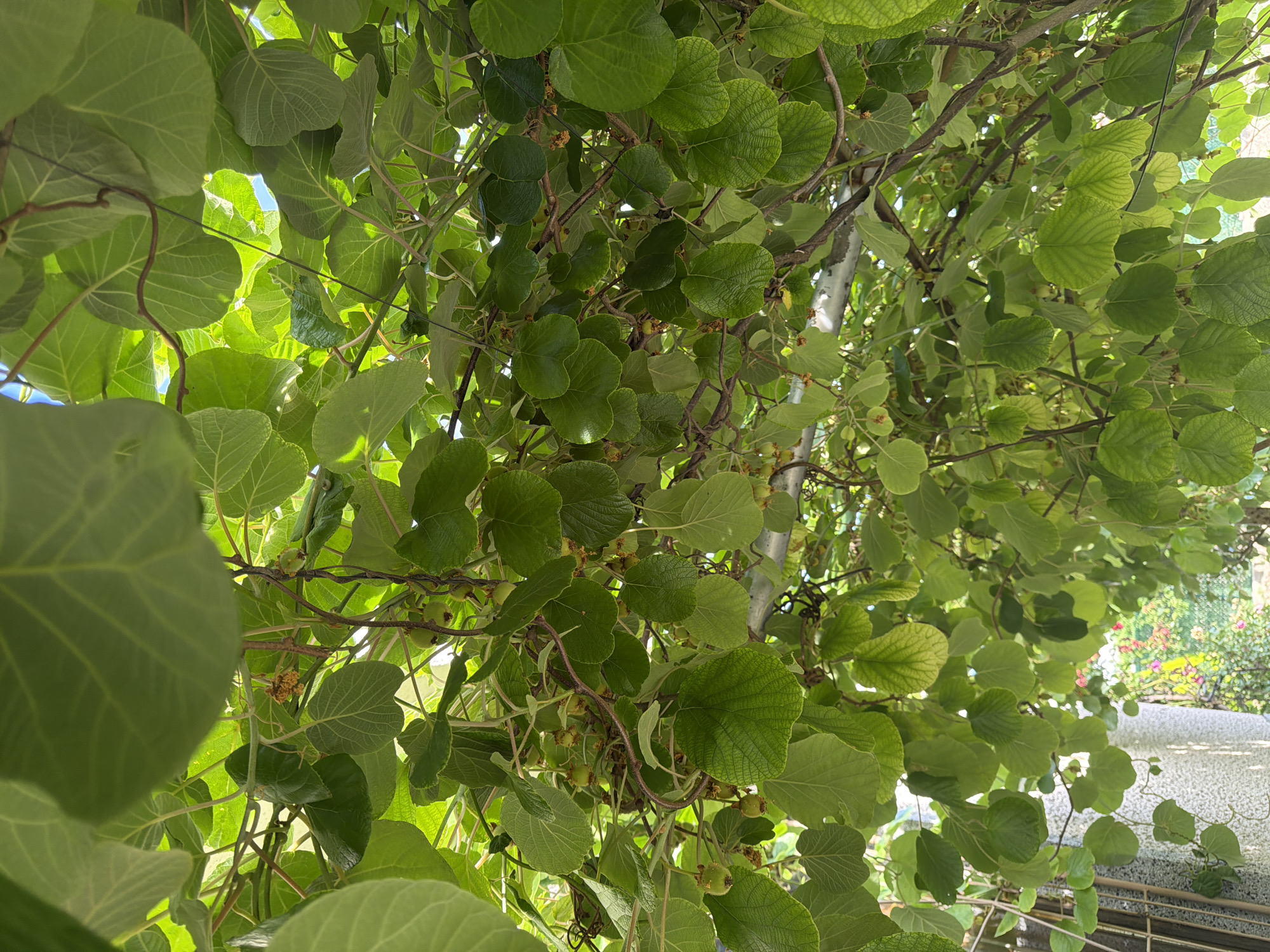The image shows a close-up view looking upwards into a canopy of green kiwi vines. The leaves are lush and abundant, with sunlight filtering through them, creating bright patches and shadows. Several small, green kiwi fruits are visible hanging from the branches, along with some dried flower remnants. The vines are supported by a metal structure, part of which is visible across the top and right side of the frame. In the lower left and right portions of the image, elements of the surrounding environment can be seen, including a textured stone column, a section of a metal fence, and in the background, a blurred view of a garden with colorful flowers and greenery, suggesting an outdoor setting. The scene is illuminated by natural daylight, and the overall impression is one of growth and abundance in a garden or vineyard. The specific location in Lyubimets, Bulgaria, is inferred from the prompt, but not visually evident within the image itself.
