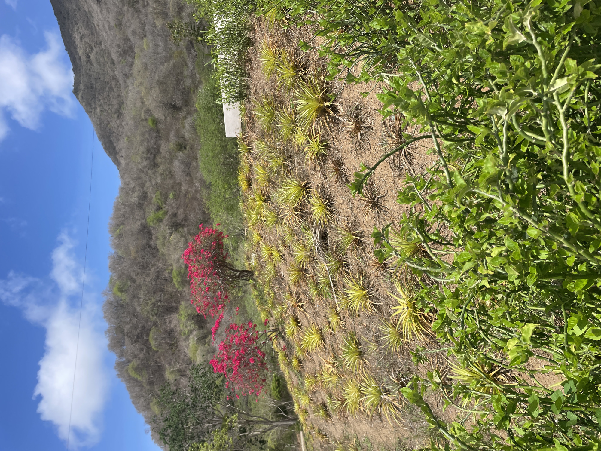 The image depicts a terraced hillside in El Valle del Espíritu Santo, Venezuela. The foreground is dominated by lush green foliage with thick, thorny branches. The midground features a slope covered in numerous small, spiky yellow-green plants, resembling bromeliads or small cacti. Two vibrant pink flowering trees stand further up the slope. Behind the trees, the hillside transitions to a more arid landscape covered in dry brush and sparse trees, leading up to a larger, barren mountain in the background. The sky above is a clear blue with a few scattered white clouds. A white structure, possibly a wall or building, is visible near the top of the slope amidst some green vegetation. Power lines are subtly visible against the sky. There are no people or animals in the scene.