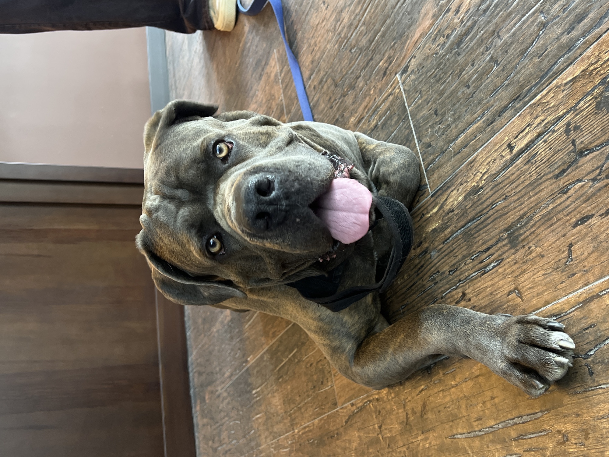 A brindle Cane Corso dog is lying on a hardwood floor, facing the camera. The dog's tongue is lolling out of its mouth. The dog is wearing a black collar. Part of a blue leash is visible. A person's leg and part of a shoe are visible in the top left corner of the image. A door or wall is partially visible on the left. The scene is indoors. The exact location is not discernible from the image. There is no indication the image was taken in Ternopil, Ukraine.