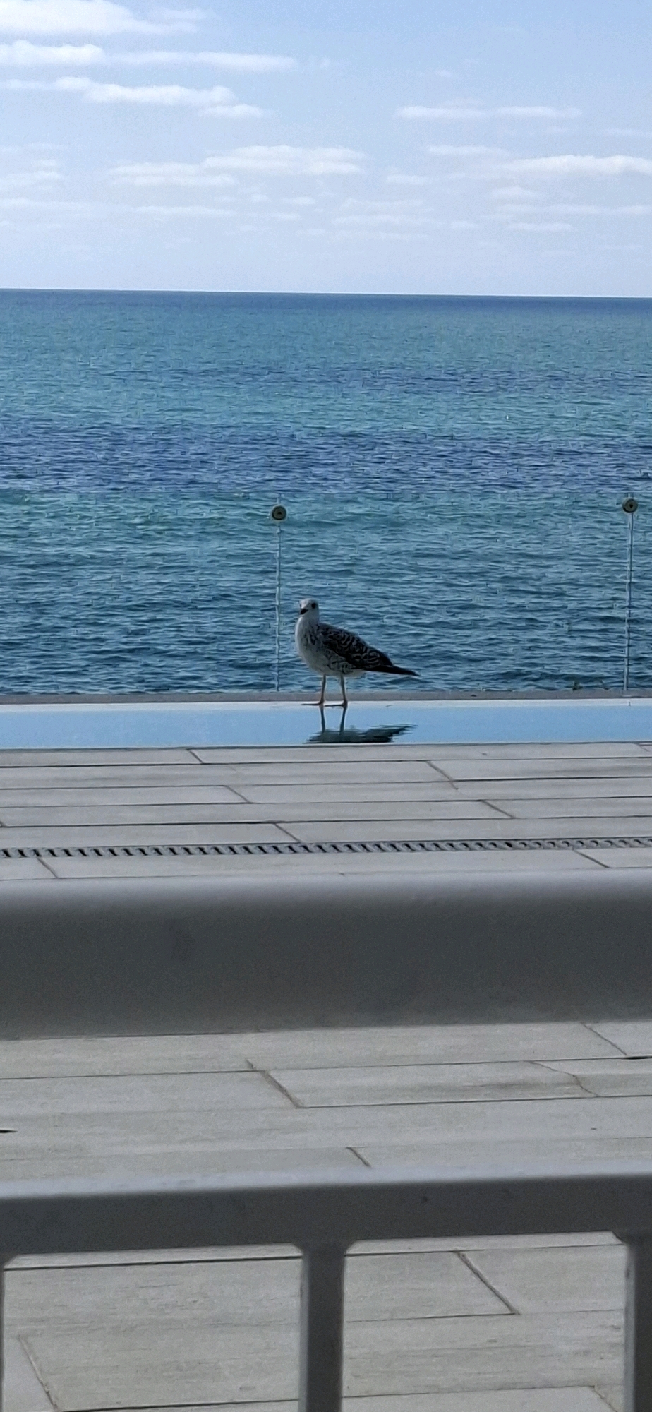 A single seagull stands on a paved poolside with a blue sea and sky in the background. The seagull is facing forward, with its head slightly tilted. The sea is calm, with gentle waves. The sky is partly cloudy. The paved area is made of light-colored tiles. There are glass railings in the background.