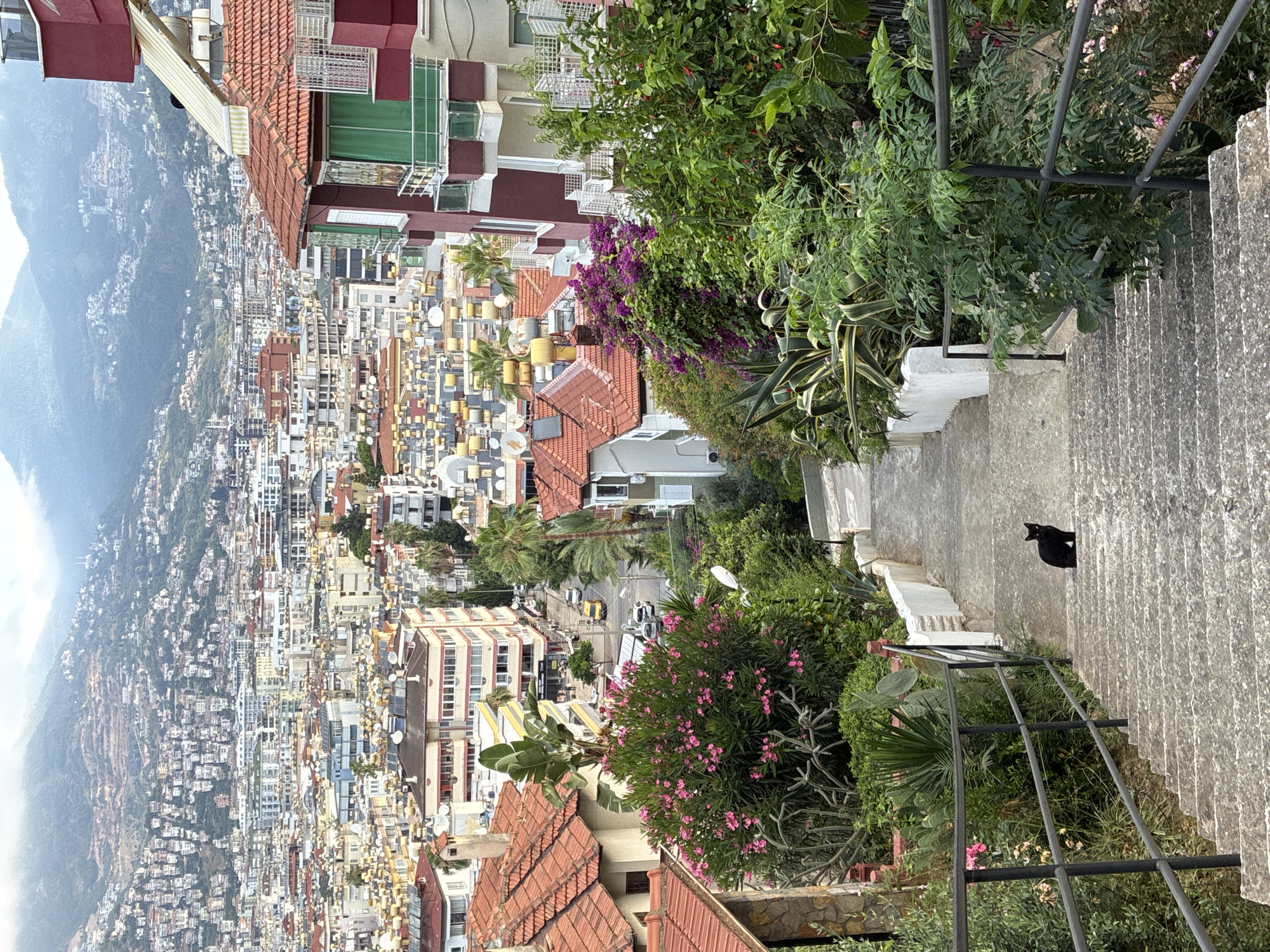 A black cat is sitting on a concrete staircase in Alanya, Turkey. The staircase descends from a lush green hillside dotted with flowering bushes and plants. Beyond the greenery, a dense urban landscape unfolds, characterized by numerous buildings with red-tiled roofs and apartment blocks, stretching towards a hazy, mountainous backdrop. The city appears to be built on a steep incline, with houses and buildings climbing the hillsides. The sky is overcast, casting a soft light on the scene.