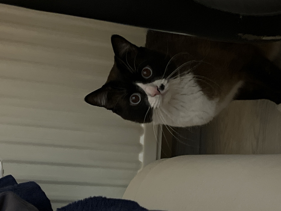 A black and white cat stares intently at the camera with wide, round eyes. Its head is tilted, and long white whiskers extend from its face. The cat's fur is predominantly black on its head and back, transitioning to white on its chest and muzzle. The background consists of a white wall and what appears to be the underside of a dark surface. The overall scene is dimly lit, with a slightly low-angle perspective.