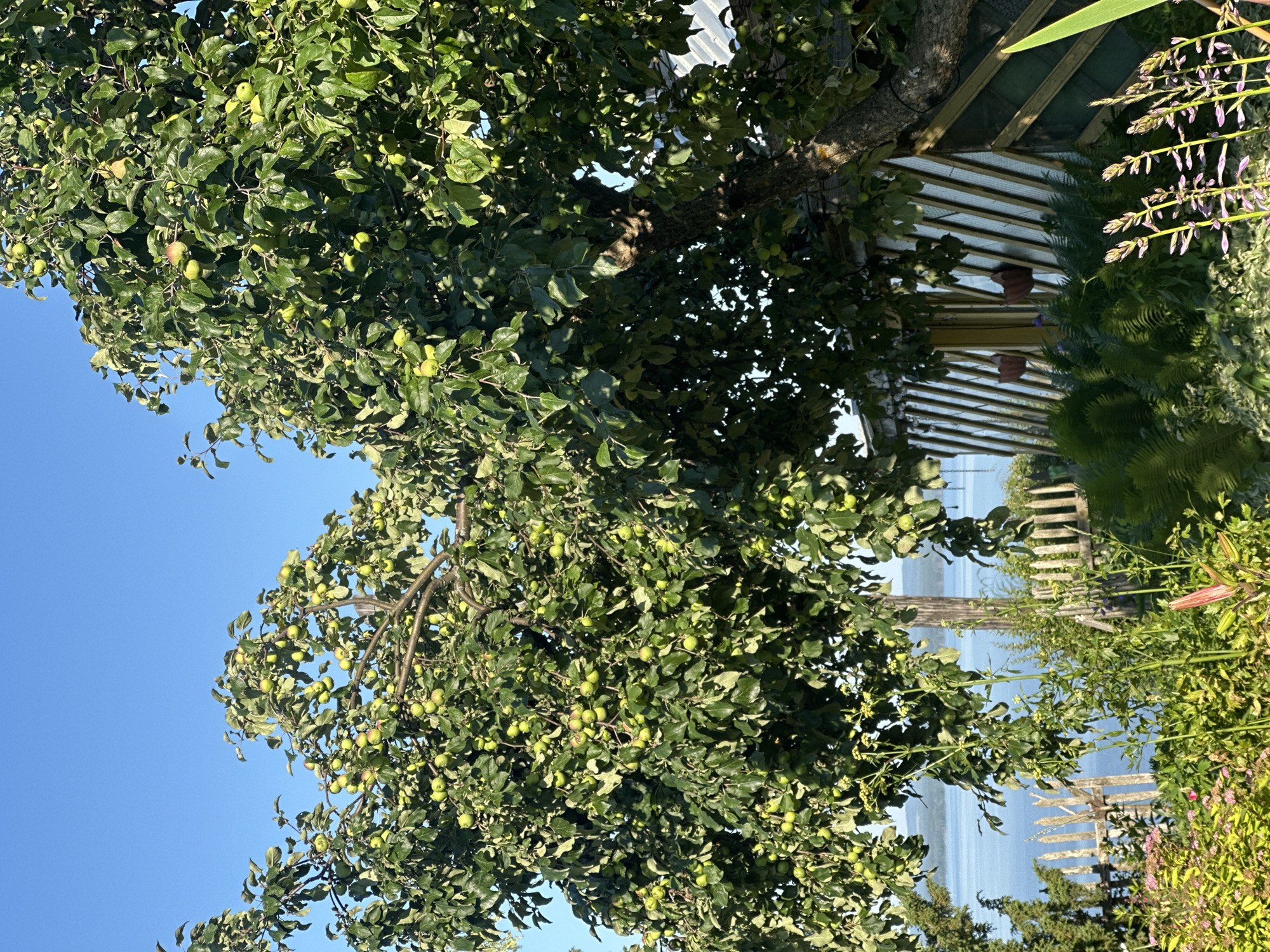 This is a full-frame, eye-level, outdoor, vertical shot of an apple tree laden with unripe green apples. The tree is in the foreground, taking up a significant portion of the frame, with its branches extending across the top and right sides. The leaves are lush and green, with dappled sunlight filtering through.
In the background, a body of water, likely a lake or large river, is visible under a clear blue sky. The water is a deep blue, and a distant shoreline with hills can be seen. A rustic wooden fence runs along the edge of the property, partially obscured by the tree and foliage. To the right of the tree, part of a small wooden structure with a diagonal slatted facade is visible.
In the lower part of the frame, a variety of plants and flowers are growing. Some are low-lying with pink blossoms, while others are taller with green leaves and stalks. The scene suggests a garden or backyard setting in a rural or semi-rural area.
The location is specified as Galovo, Russia.