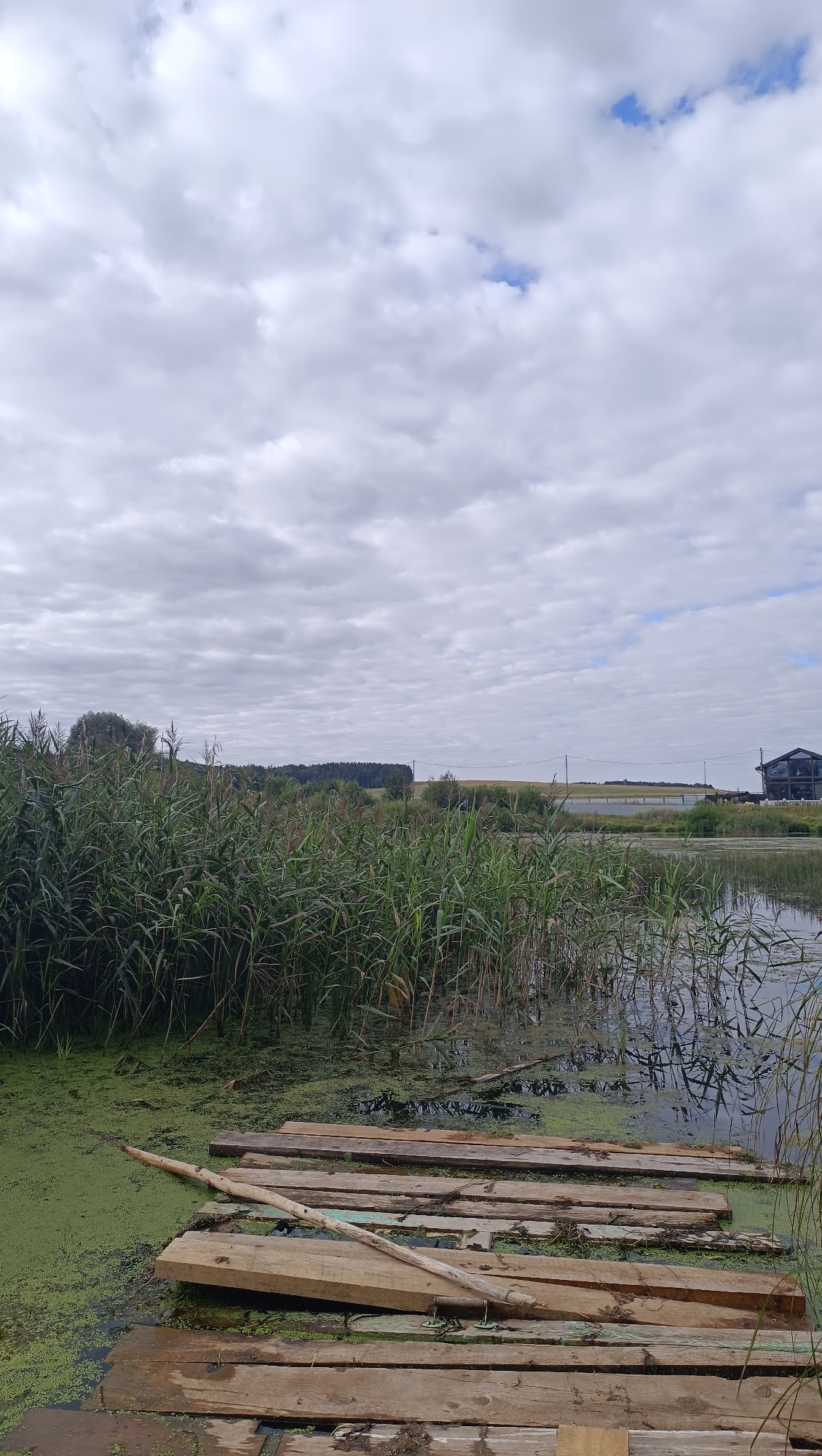 The image depicts a serene natural scene at a body of water, possibly a lake or pond, located near the city of Karsha, Russia. The foreground is occupied by a makeshift wooden platform, constructed from planks of varying sizes and conditions, some appearing weathered and old. A long, dry stick lies horizontally across some of the planks. The water itself is partially covered with a thick layer of green algae, with reeds and tall grass growing densely along the bank, creating a natural barrier. Beyond the reeds, a gently sloping landscape is visible, with fields and a distant line of trees under a cloudy sky. A dark, modern-looking building with multiple windows and a distinctive roofline is situated to the right of the frame, overlooking the water. The overall impression is one of a quiet, rural setting, perhaps a remote fishing spot or a recreational area.