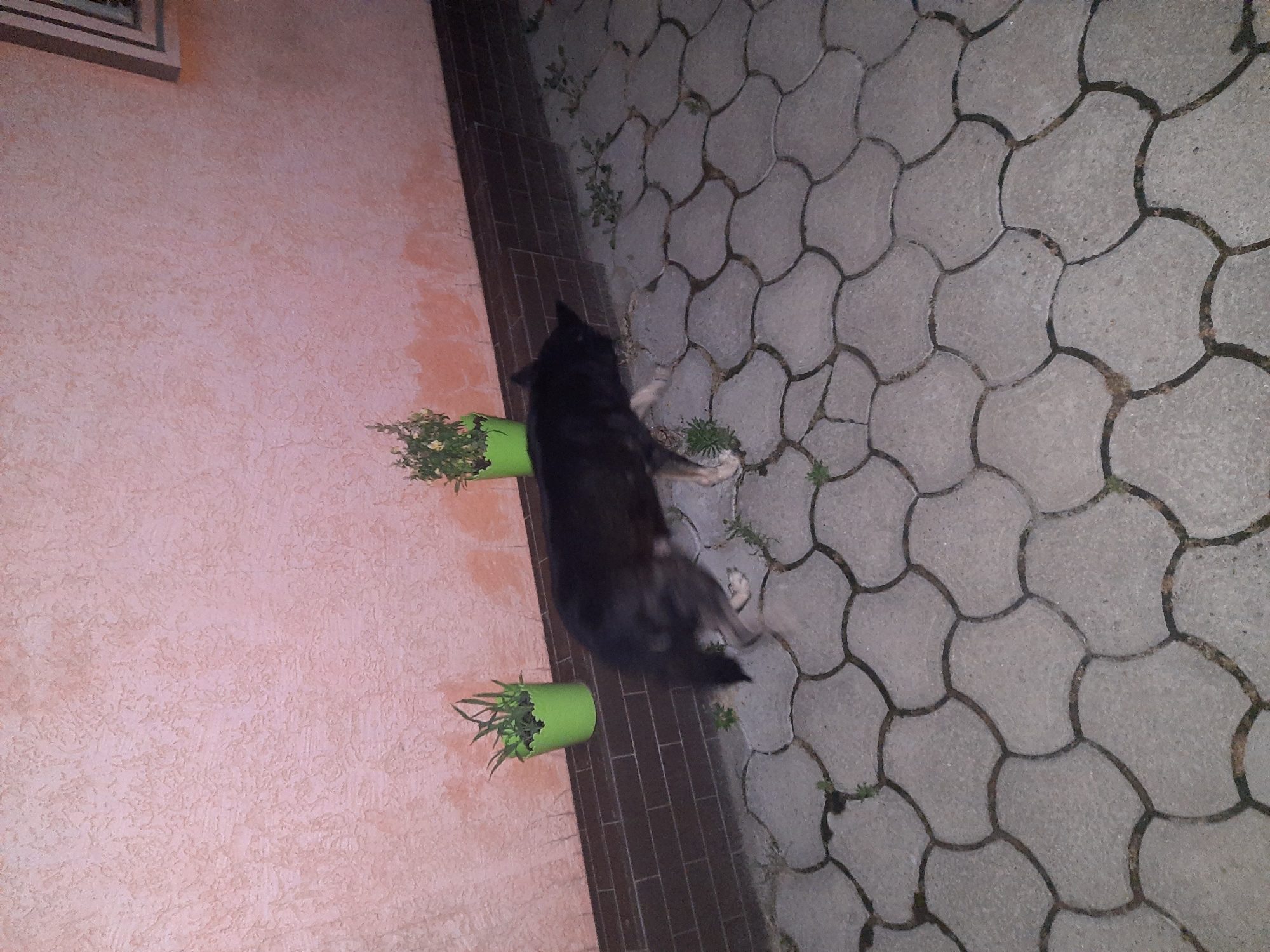 A medium-sized dog with dark fur is walking on a paved patio. The dog's head is down, and it appears to be sniffing the ground. Two green potted plants with green leaves are placed against a textured pink wall. The wall is the side of a building, and a darker brick section is visible at the base of the wall. The patio is made of interlocking stone pavers. The scene is outdoors, possibly in a residential area. The lighting suggests it is dusk or nighttime, or an indoor area with artificial lighting.