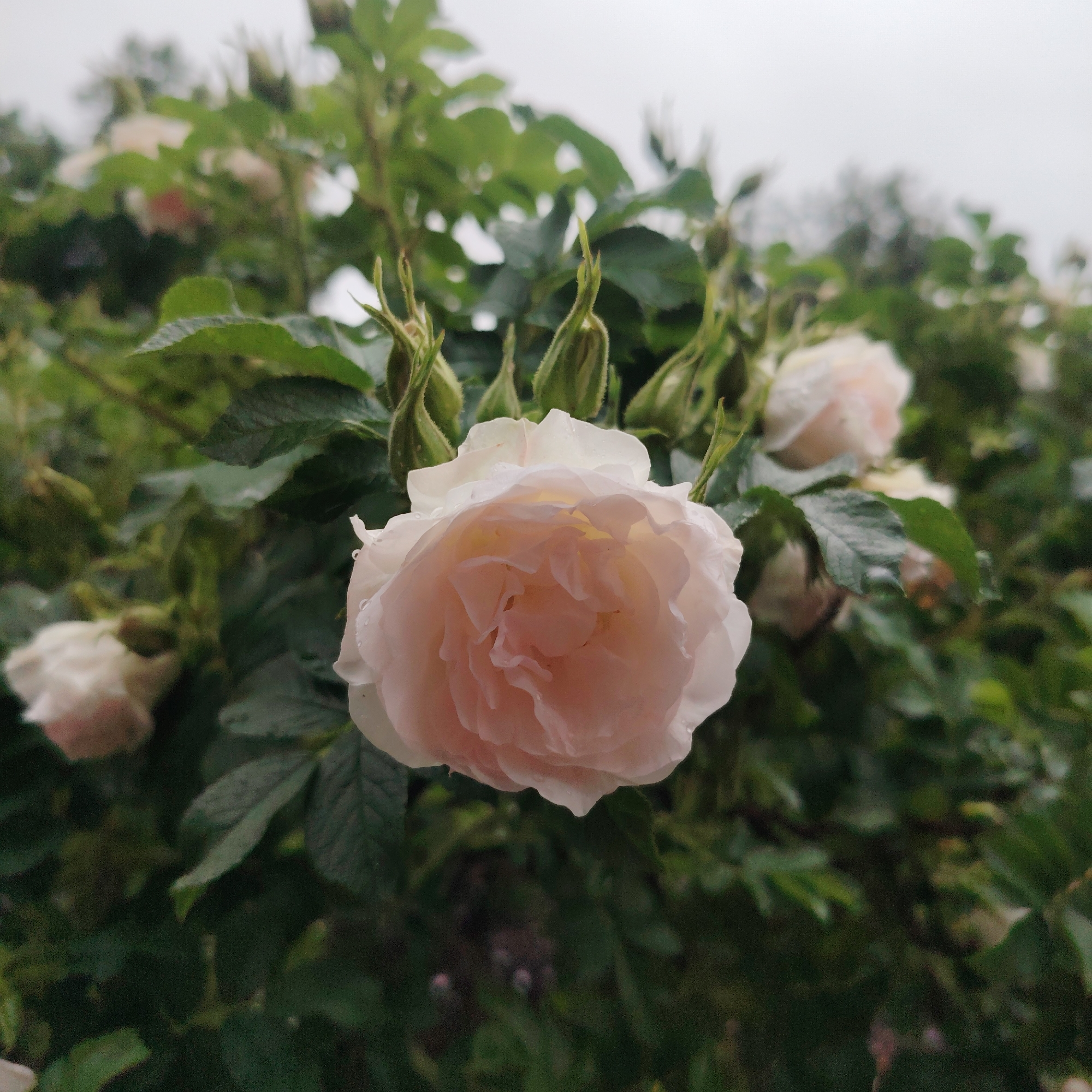 The image shows a close-up of a pale pink rose bloom with dew drops on its petals, set against a backdrop of green leaves and rose buds. The rose is in the foreground, occupying the center of the frame, with its delicate petals unfurling. Behind it, several rose buds are visible, their green sepals tightly enclosing the nascent flowers. The foliage is dense and a deep green, with some leaves appearing wet, possibly from rain or dew. The lighting is soft, suggesting an overcast day, and the background is blurred, creating a shallow depth of field that emphasizes the main rose. There are no people or animals present in the image, nor any indication of a specific urban location. The scene is natural and serene, focusing entirely on the beauty of the rose bush.