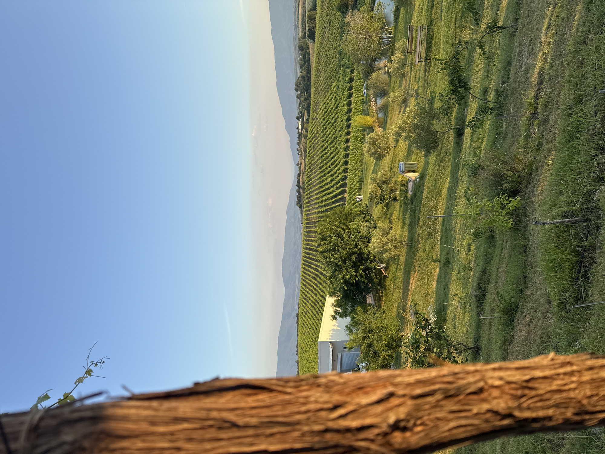 This detailed image captures an expansive agricultural landscape in Harsovo, Bulgaria, under a clear, late afternoon sky. The dominant left foreground features a large, out-of-focus tree trunk with textured, reddish-brown bark, extending vertically and partially obscuring the left side of the scene; a small, out-of-focus branch with several green leaves emerges near the top of this trunk.
The midground is dominated by a vast vineyard, characterized by meticulously aligned rows of vibrant green grapevines stretching across undulating terrain. To the left of the vineyard, a single-story, white building with a flat roof and a grey roll-down security shutter or garage door on its left facade is situated, partially surrounded by green trees and shrubs. Further to the right in the midground, a small, irregularly shaped pond reflects the sky, bordered by diverse foliage and several trees. Two wooden park benches are positioned on a grassy slope facing the pond. On a grassy patch in the lower midground, a circular concrete well structure and a dual-compartment waste bin are visible.
The background consists of a chain of rolling hills and mountains stretching across the horizon. Faint structures resembling wind turbines are discernible atop the distant hills in the left-center background. The sky above is clear and transitions from a pale blue near the horizon to a deeper azure overhead. The scene is bathed in warm, golden light, indicative of either late afternoon or early evening, creating elongated shadows across the landscape. No people or animals are visible within the frame.