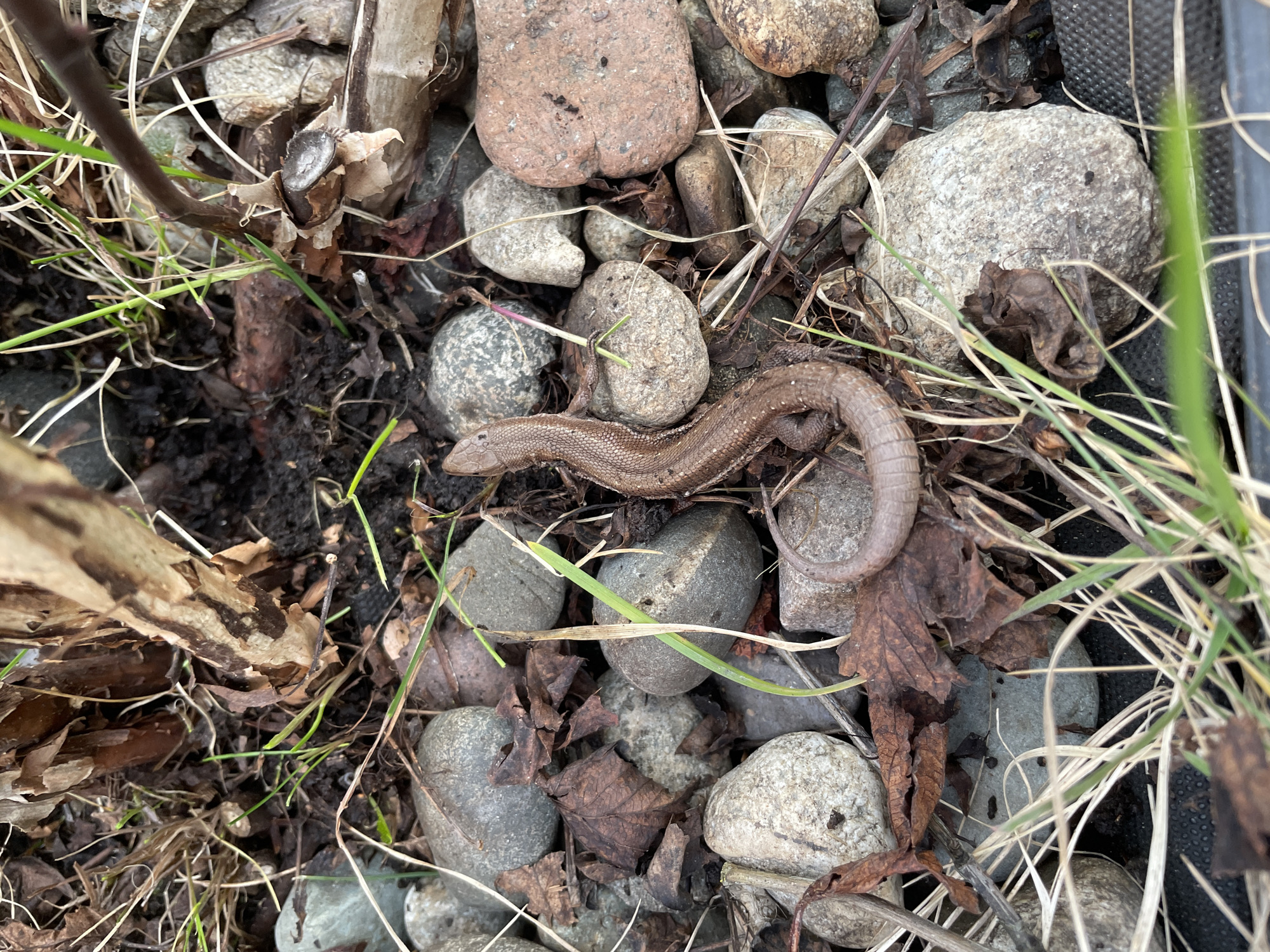 A lizard is camouflaged amongst a bed of rocks, dried leaves, and blades of grass. The lizard is positioned in the center of the image, curving slightly. The background consists of a mix of light grey and brown rocks of various sizes, scattered dried brown leaves, and green grass blades. A plant stem appears on the left side. The overall scene suggests a natural outdoor environment, possibly a garden or uncultivated area. It's difficult to verify if the location of the scene is the city of Лесной Пейзаж Кп (шарапово, Russia), as the image itself does not provide specific geographic details.