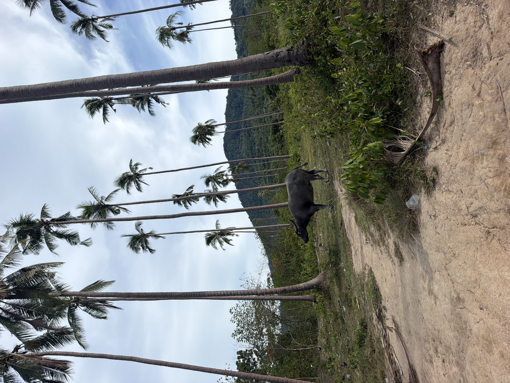 In Baan Tai, Thailand, a dark-colored water buffalo stands in a grassy clearing dotted with a dirt path. The buffalo faces towards the right of the frame, its head slightly lowered. The scene is dominated by tall, slender palm trees that reach towards a cloudy sky. In the background, a dense, green hillside covered in vegetation rises, with a darker, more mountainous shape further in the distance. Scattered dry palm fronds and some pieces of litter, including a clear plastic cup, are visible on the ground. The lighting suggests it is daytime, with some shadows cast by the trees.