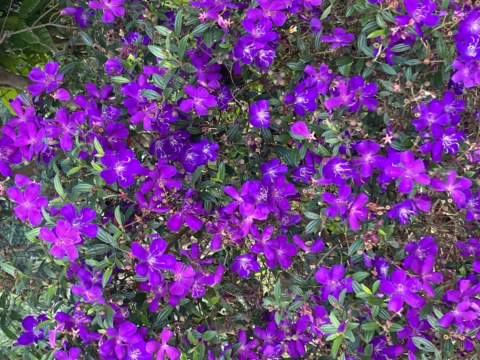 This media file is a close-up, overhead shot of a densely flowering bush. The bush is covered in vibrant purple flowers with delicate white stamens, interspersed with numerous small, unopened buds and lush green leaves. The flowers have five petals and appear to be in various stages of bloom, with some fully open and others still closed. The leaves are elongated and have a slightly textured surface, with some showing a silvery sheen. The overall impression is of a healthy, flourishing plant in bloom.
The scene is naturalistic, suggesting an outdoor setting. Given the crops and the density of the foliage, it's likely a garden or a natural landscape. There are no people or man-made objects visible. The lighting suggests daytime, with soft illumination that highlights the rich colors of the flowers and foliage. The focus is entirely on the plant, creating an intimate and detailed view of its floral display. The image does not contain any visible text. The location context provided is Thôn 3, Vietnam, which aligns with the tropical or subtropical appearance of the flowering bush.
