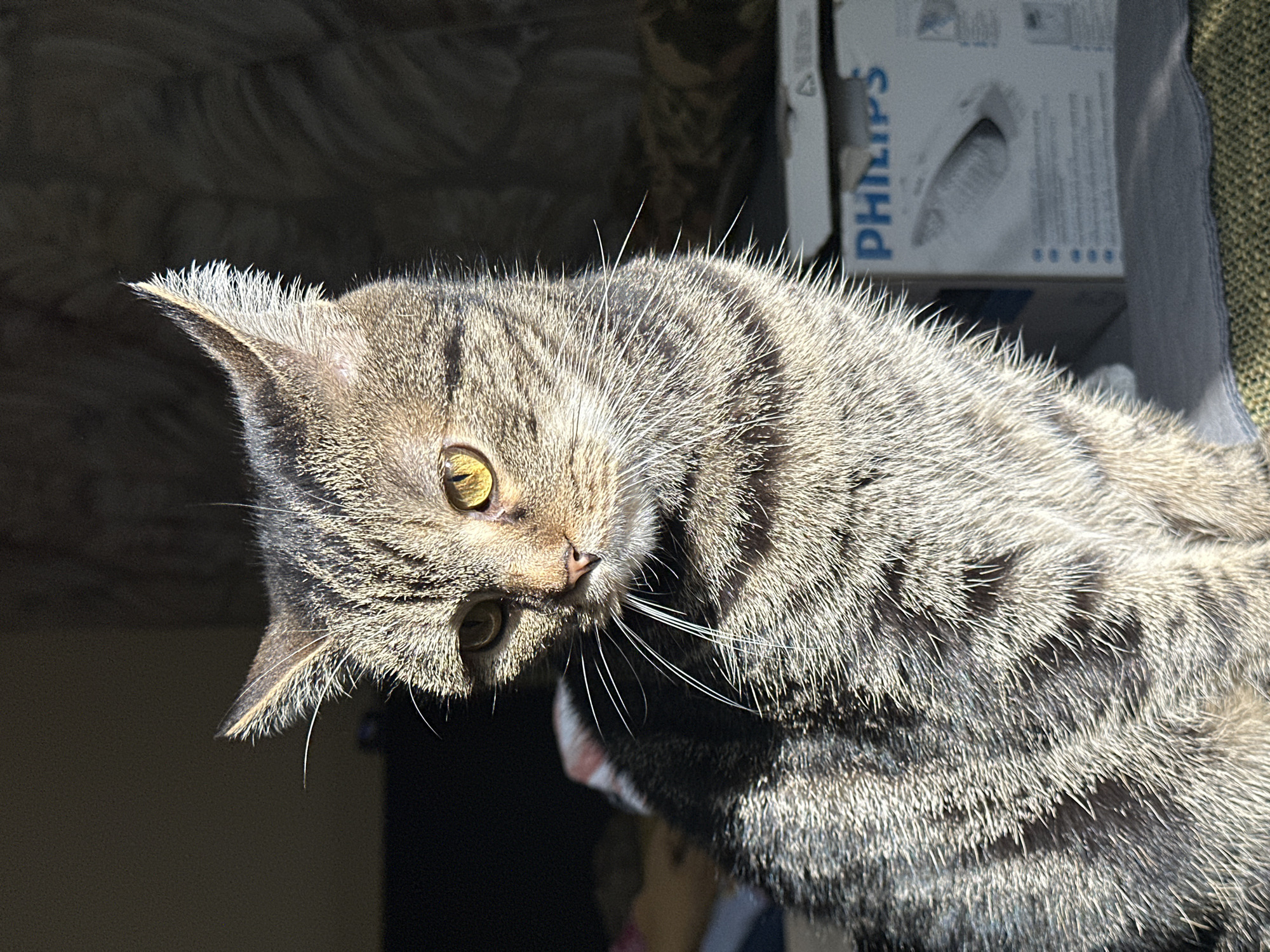 A close-up, high-angle shot captures a domestic short-haired tabby cat with a grey and brown striped coat. The cat's head is tilted, and its striking yellow-green eyes are directed towards the viewer with an alert and curious expression. Strong, direct sunlight illuminates the cat from above and to the left, creating bright highlights on its fur, whiskers, and the tufts of white hair inside and on the tips of its ears. The fur appears textured and spiky due to the intense lighting.
The cat's pink nose is visible, along with several long, prominent white whiskers that are sharply defined against the darker shadows. The background is mostly dark and out of focus, providing a stark contrast to the brightly lit cat. In the upper right quadrant, a blurred white cardboard box or package is visible, upon which the brand name "PHILIPS" is clearly legible in blue lettering. Other smaller, unreadable text and symbols are also present on the box. The scene takes place during the daytime, evidenced by the harsh, natural lighting. The overall impression is one of a domestic animal caught in a moment of attentive observation in Stavropol, Russia.