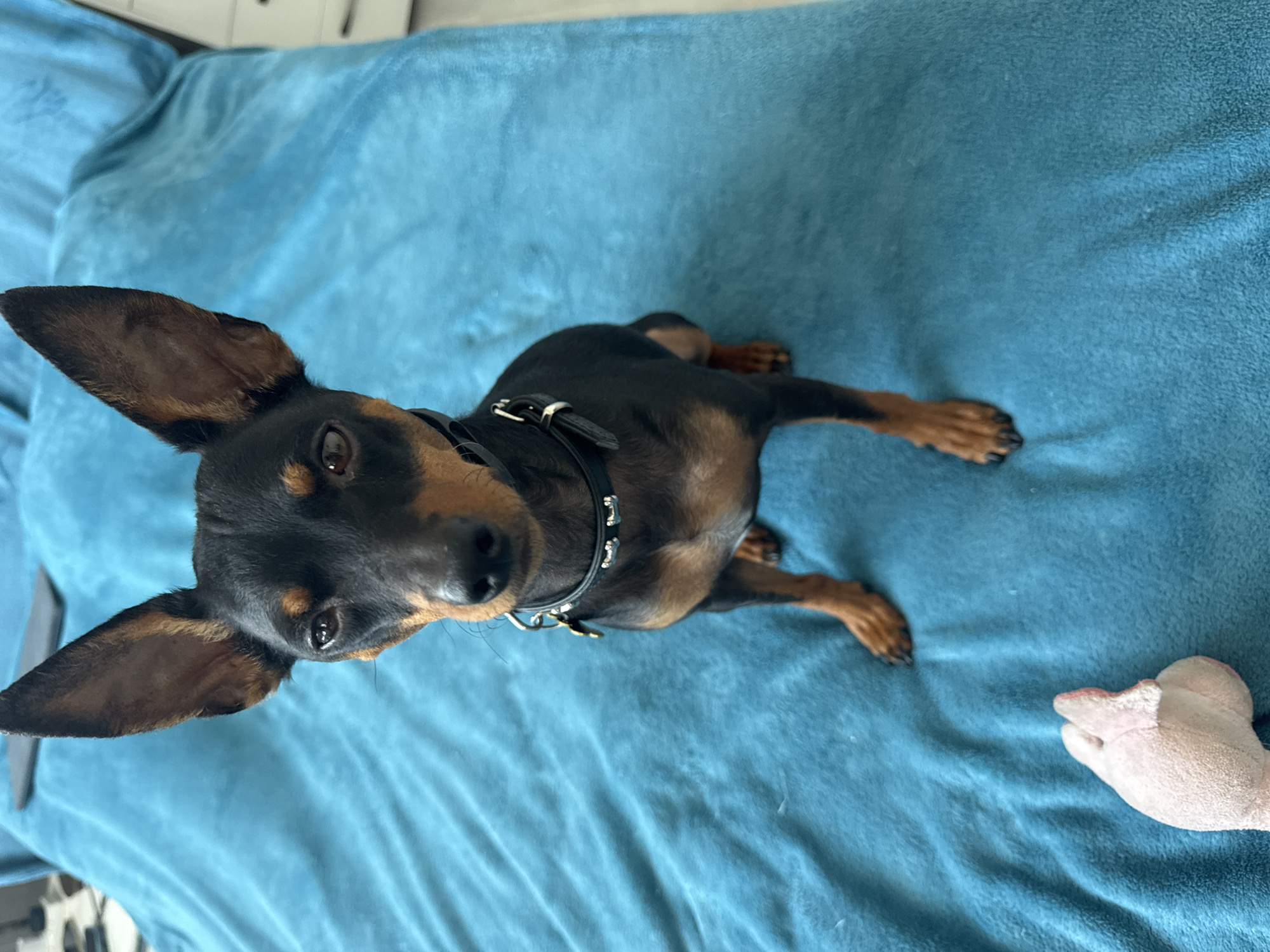 A Miniature Pinscher dog with black and tan fur and large ears sits on a bright blue blanket, looking directly at the camera. The dog wears a black collar with silver studs and a silver tag. In the lower left corner of the image, a portion of a light pink stuffed toy, resembling a piglet, is visible. The background is the blue blanket, which appears to be a bedspread. The image was taken in Agios Tychona Community, Cyprus.