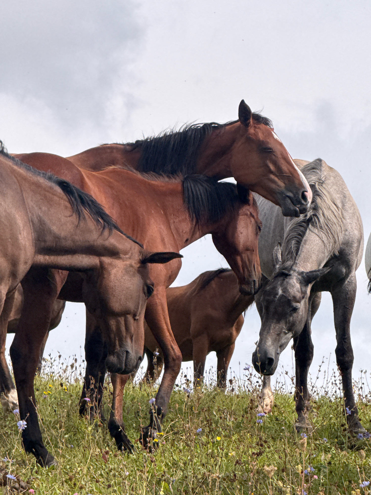 In Galinė, Lithuania, a herd of horses stands in a grassy field dotted with wildflowers under a cloudy sky. The horses, a mix of brown and grey, are gathered closely, some with their heads down as if grazing, while others look towards the viewer or each other. The foreground is dominated by the lower bodies and legs of the horses amidst the green grass and colorful blooms. The overall impression is one of a peaceful, natural scene in a rural setting.