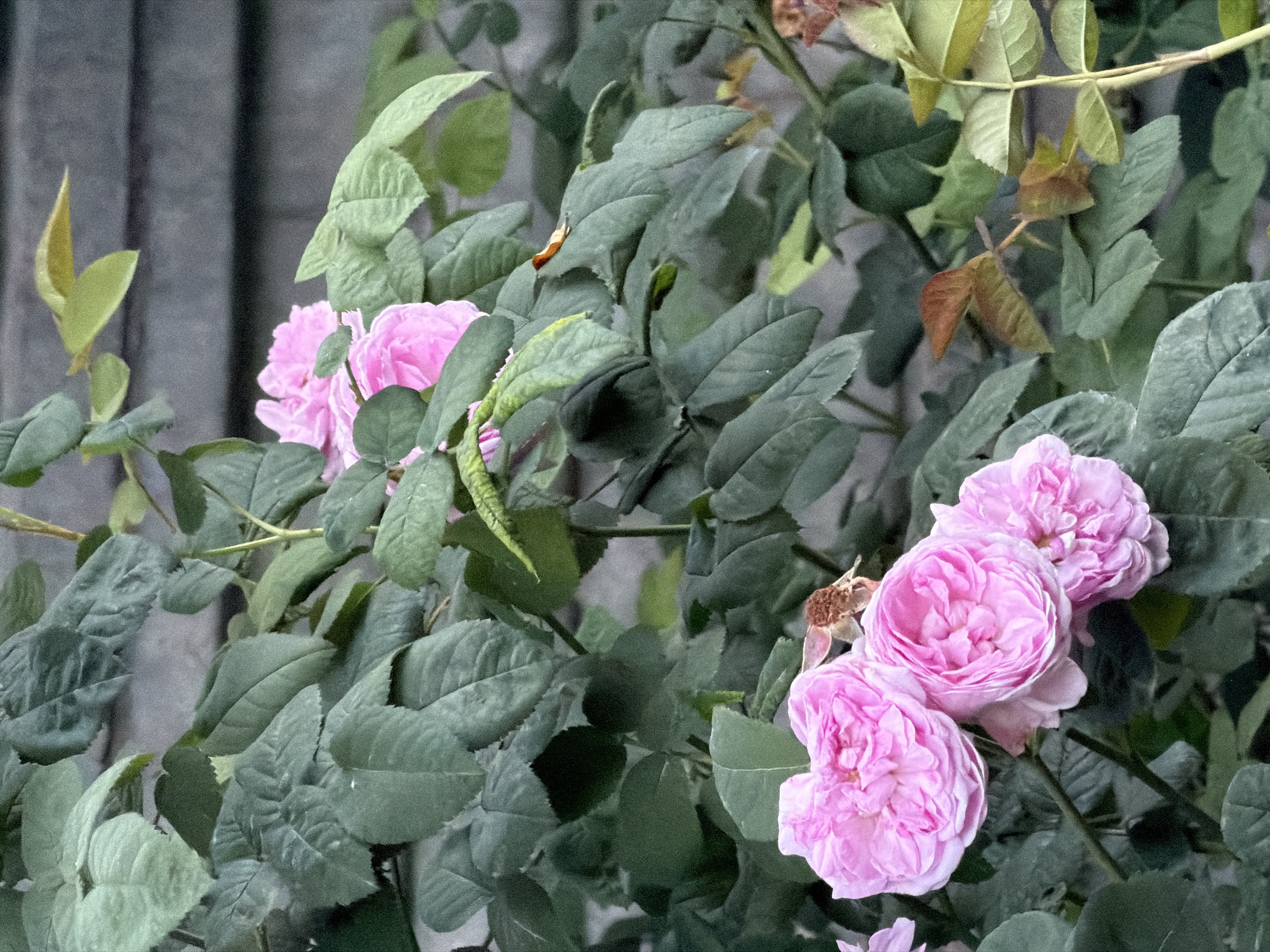 This media file is a close-up photograph of several pink roses and their foliage. The roses are in various stages of bloom, with some fully open and others still budding. The leaves are a deep green and appear somewhat wilted or aged, with a few brown or reddish tinges visible on some of them, suggesting a possible autumn season or the end of a growth cycle. A blurred, grey, textured background, possibly a fence or wall, is visible behind the plant. There are no people, text, or specific time of day or weather conditions indicated. The image is a still shot of a rose bush in what is likely a garden or natural setting. Given the location context of Irpin, Ukraine, this could be a garden in a residential area or a public space.