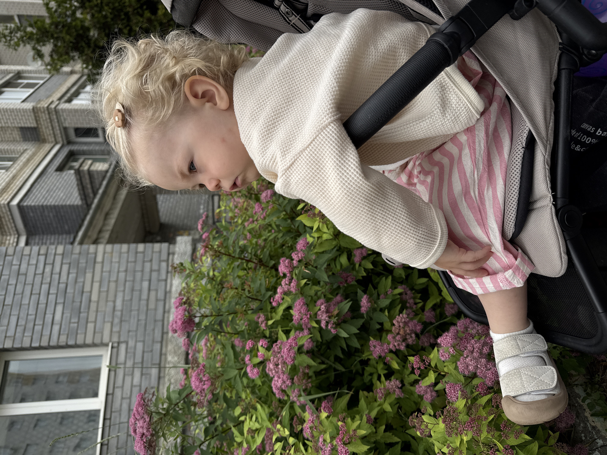 The media file shows a close-up, portrait-oriented shot of a young child, likely a toddler, sitting in a stroller. The child has blonde, curly hair and is wearing a white waffle-knit sweater over a pink and white striped dress or skirt. White socks and light-colored velcro shoes are visible on the child's feet. The child's head is tilted, and they appear to be looking down.
The stroller's black handle and grey fabric are prominent. Behind the child, a dense bush with small pink flowers and green leaves fills the lower part of the frame. In the background, a multi-story building with grey brickwork and windows can be seen. The overall impression is of an outdoor scene, possibly a park or a residential area, with the child being taken for a walk. The lighting suggests it is daytime, and the presence of flowers indicates a warmer season, likely spring or summer. The setting in Vladimir, Russia, provides a specific geographical context. There is no discernible text in the image.