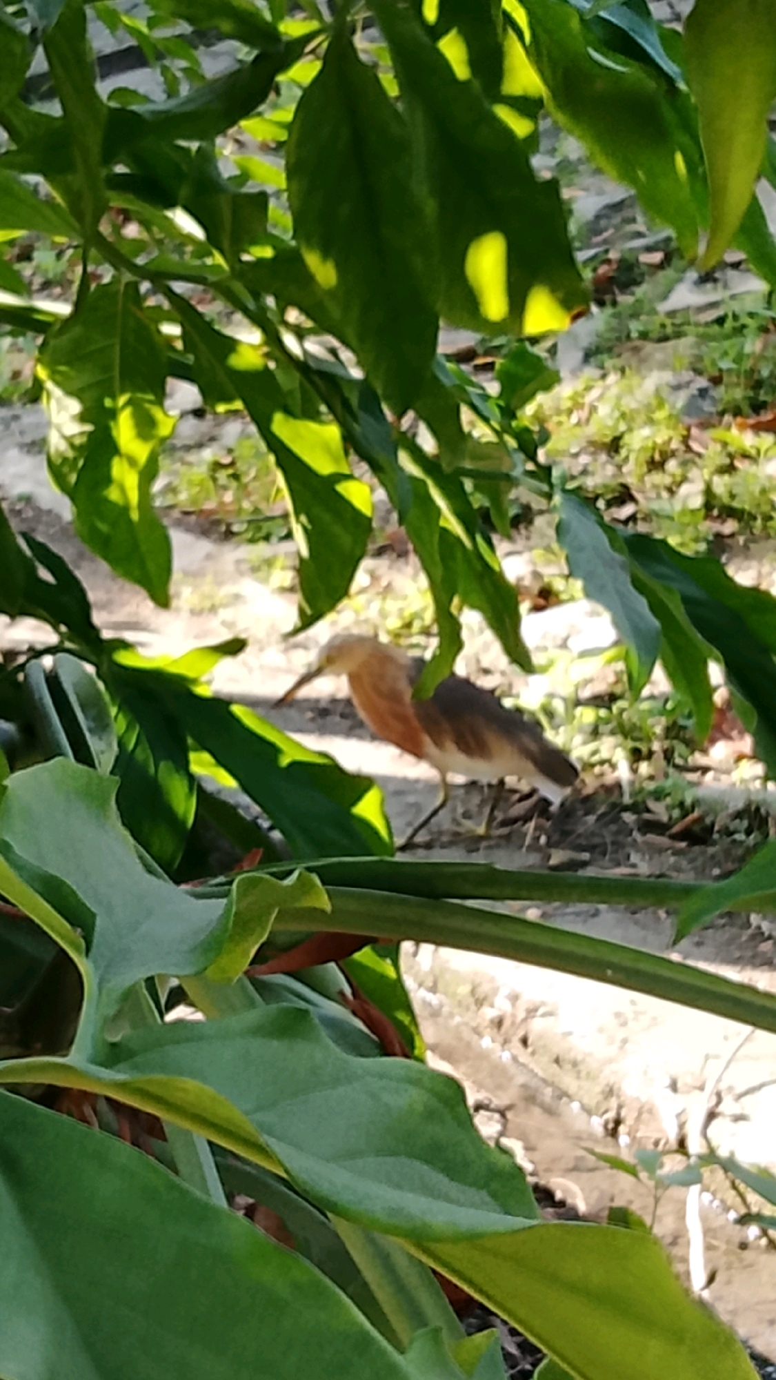 A light brown and white bird with a long beak stands on the ground in a natural setting, partially obscured by large green leaves. The ground appears to be a mix of soil and sparse vegetation. Sunlight dapples through the leaves, creating highlights and shadows. The bird is positioned in the middle ground of the image, facing to the left. The background is blurred, suggesting a shallow depth of field. This scene is likely located outdoors, possibly in a garden or park.