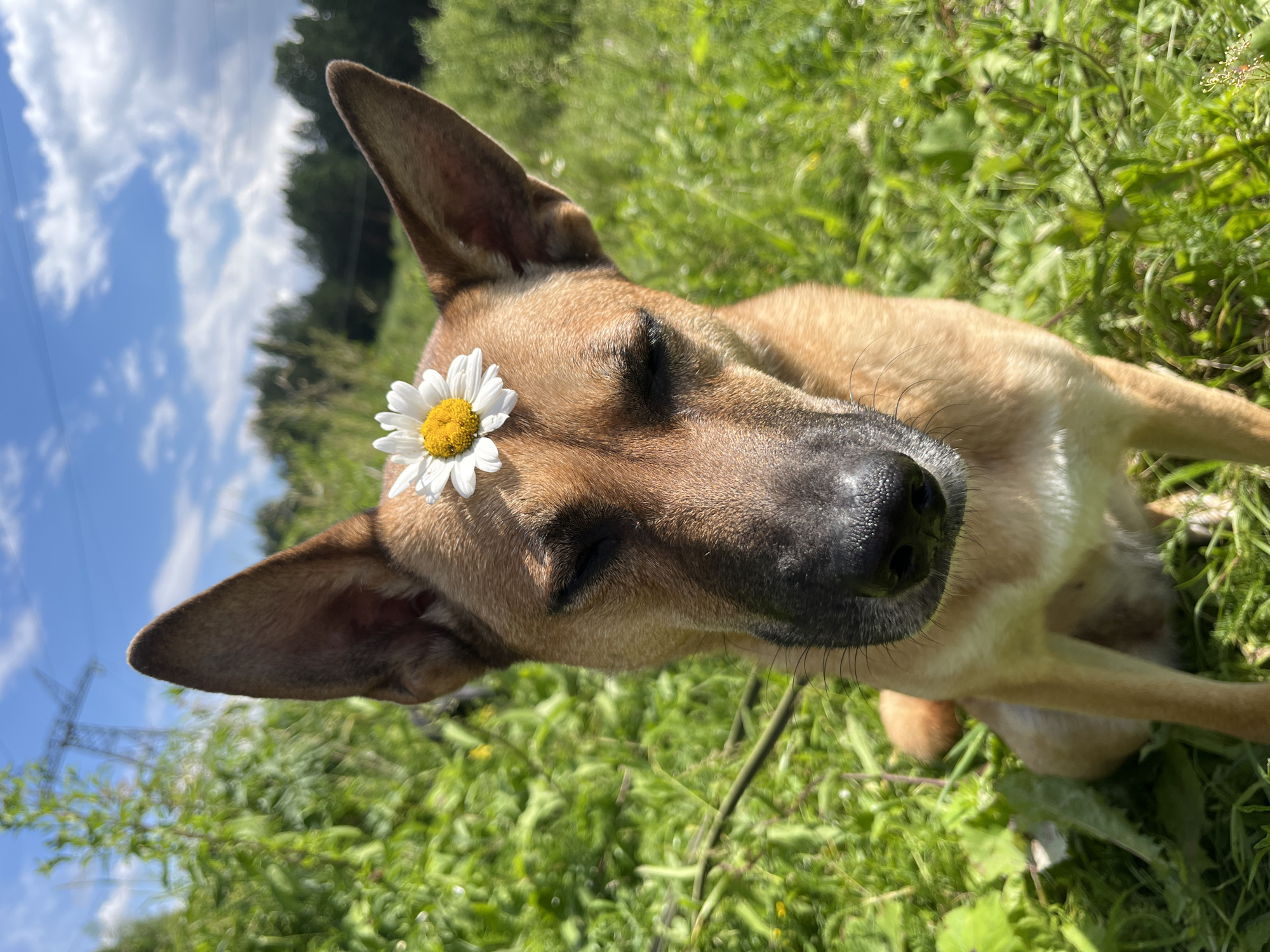 A medium shot shows a dog lying on its side in a grassy field. A white daisy with a yellow center is perched on the dog's forehead. The dog has light brown fur with some darker markings on its face and ears. Its eyes are closed, and it appears to be resting or sleeping. The background is a blur of green grass and trees, suggesting an outdoor setting. The sky is visible in the upper left quadrant, with some white clouds against a blue backdrop. A faint power line tower can be seen in the distance. The lighting suggests it is daytime, likely sunny. The image is oriented such that the dog's head is in the upper left portion of the frame. There is no visible text.