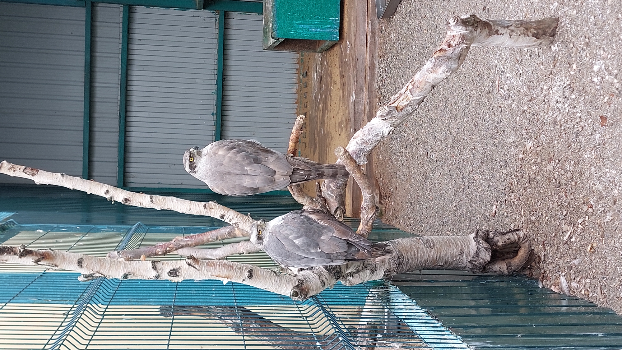 Two northern goshawks (Accipiter gentilis) are perched on a weathered, dead tree branch within an aviary. The aviary has a teal-colored wire fence on the left and a corrugated metal wall in the background. The ground is covered in small pebbles and sand. To the right, there is a green wooden structure, possibly a nesting box or shelter, and a metal tray. The birds are facing in different directions, with one looking to the right and the other facing away from the viewer. The scene appears to be part of an animal enclosure, potentially at a rehabilitation center or zoo in Yelizovo, Russia.