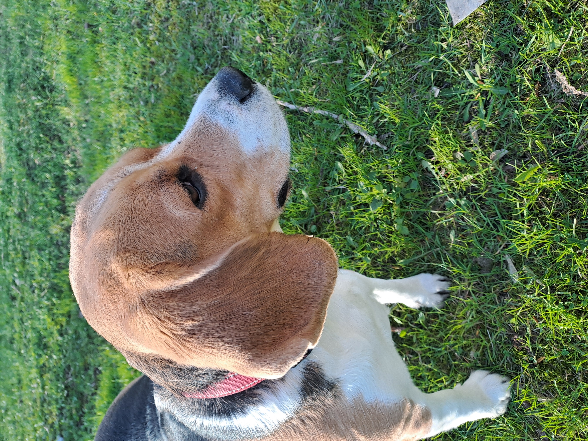A tri-color Beagle dog is captured outdoors, partially seen from a slightly elevated perspective. The dog is sitting or lying on vibrant green grass, with its back mostly to the camera, looking upwards and slightly away. Its head, featuring classic long, floppy brown ears, is prominent, and its fur displays white, tan/brown, and black markings. A red collar is visible around its neck.
The setting is a grassy area, possibly a park or garden, illuminated by bright daylight. The grass varies in texture, with some areas appearing dense and others showing scattered dry leaves and a small twig near the dog's snout. The strong sunlight casts clear shadows, indicating a sunny day. The dog appears attentive, possibly focused on something or someone above its line of sight. There are no human figures or discernible text in the image. The scene conveys a peaceful outdoor moment with the dog.
