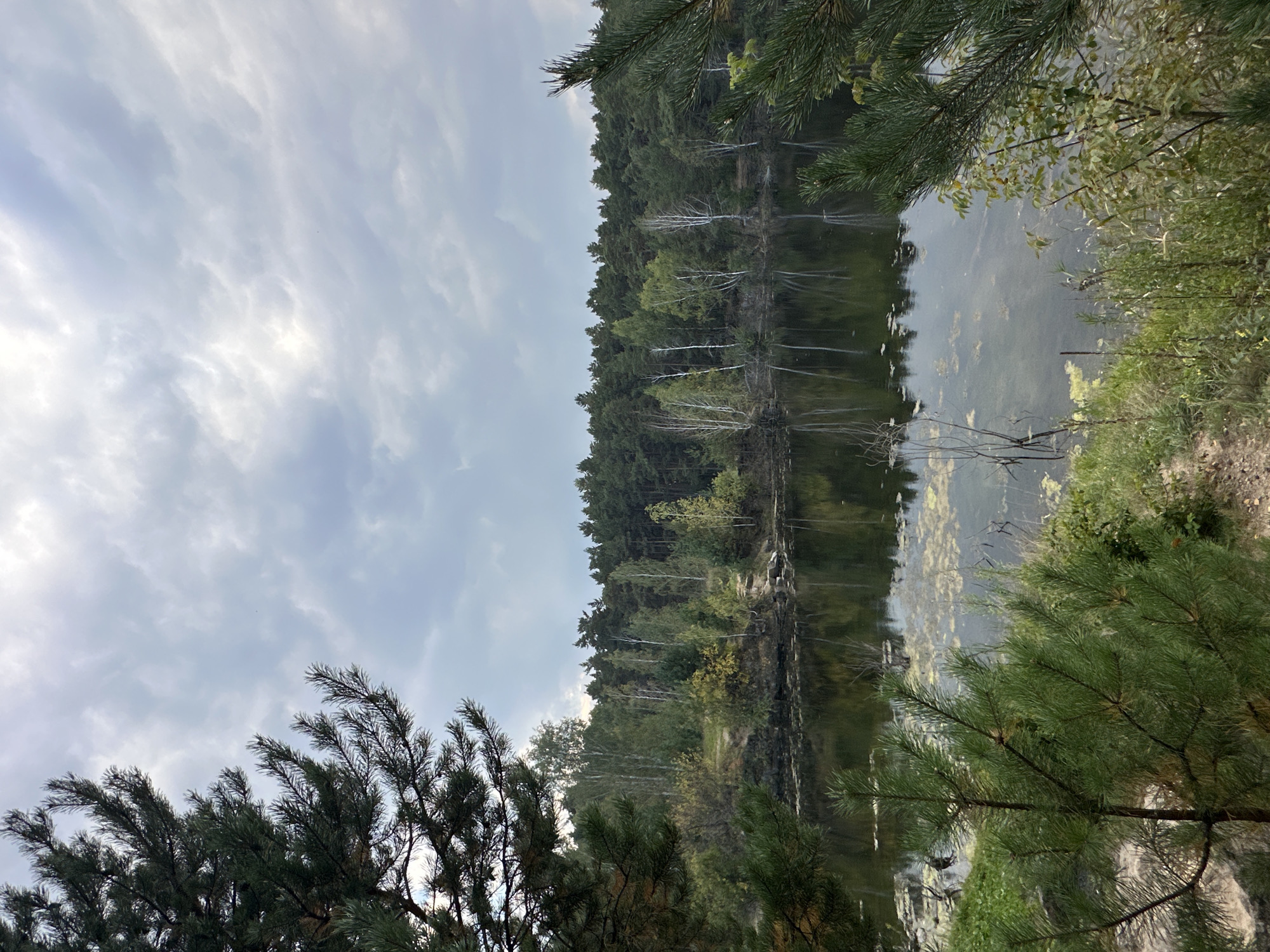 The image depicts a natural landscape scene under a cloudy sky. In the foreground, pine branches frame the view. A calm body of water, likely a lake or pond, occupies the middle ground, reflecting the trees and sky. The far side of the water is bordered by a dense forest of various trees, including pines and birches, with some undergrowth on the bank. The environment appears to be a wooded area, possibly a park or natural reserve, given the absence of man-made structures. The overall impression is one of serene, overcast, natural beauty.
