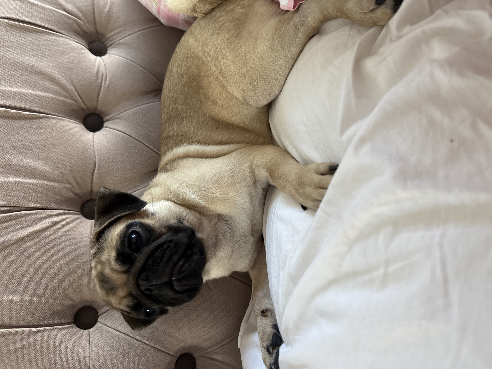 A pug puppy lies on a white sheet that is arranged on a tufted, light pink upholstered surface. The puppy is facing left and looking towards the viewer. Its front paws are resting on the sheet, and its back legs are extended. The puppy has fawn-colored fur with a black muzzle and ears. The background consists of the tufted upholstery, which has dark brown buttons at the intersections of the tufts. A small portion of a pink and white plaid fabric is visible on the far right of the image, behind the puppy. The scene is indoors, likely on a bed or sofa.